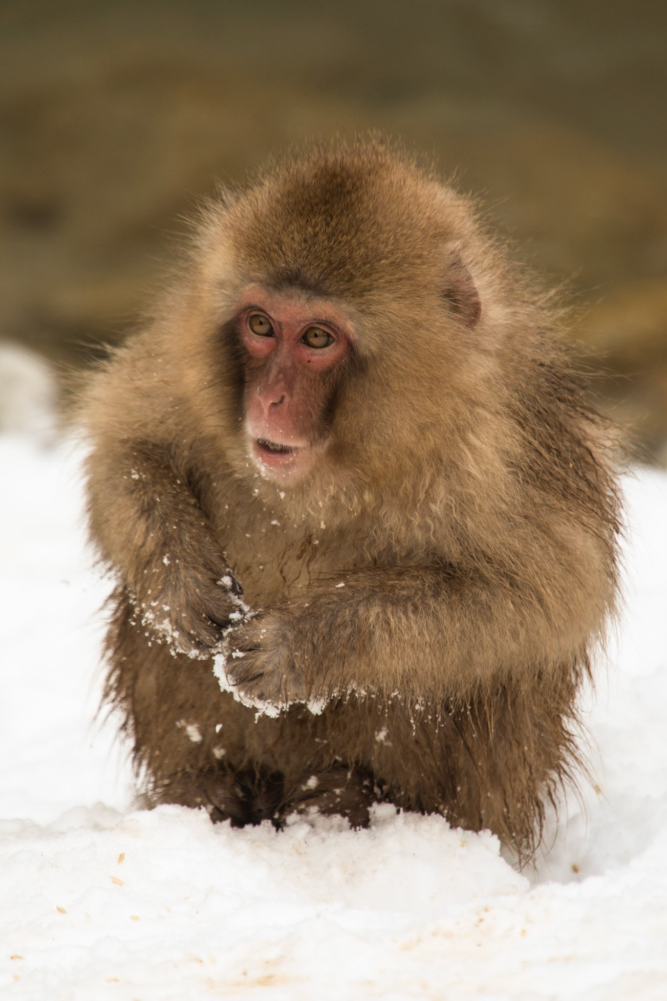 Jigokudani Yaen-Koen, Snow Monkeys, Yudanaka, Japan