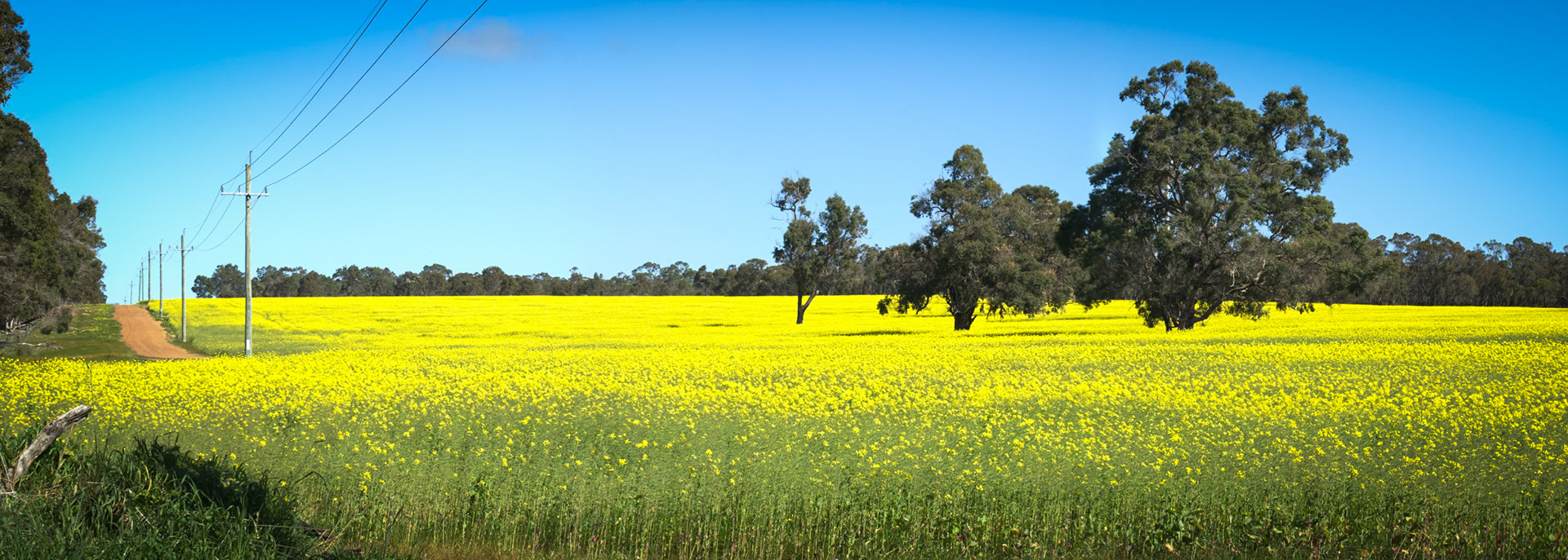 Panorama of yellow fields of cultivated land and trees, near Kojonop, Western Australia