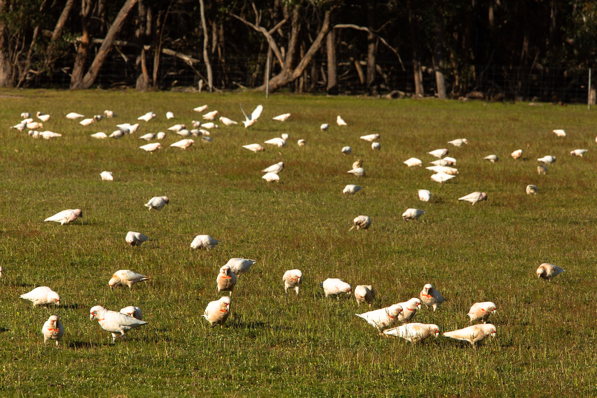 Long-billed correlas, Eagle Wings Rise, Hall's Gap, The Grampians, Victoria