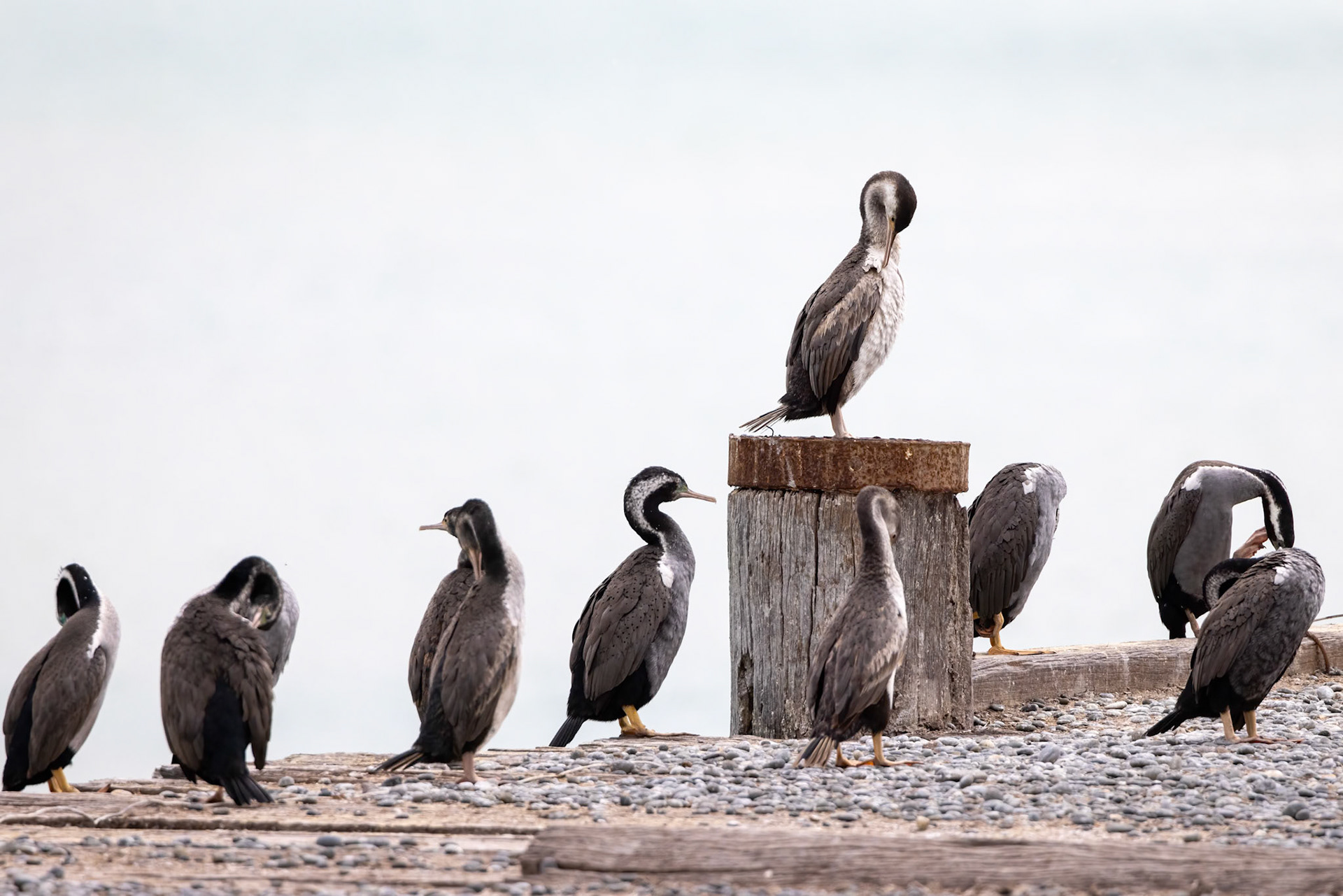 Spotted shag, Oamaru, New Zealand
