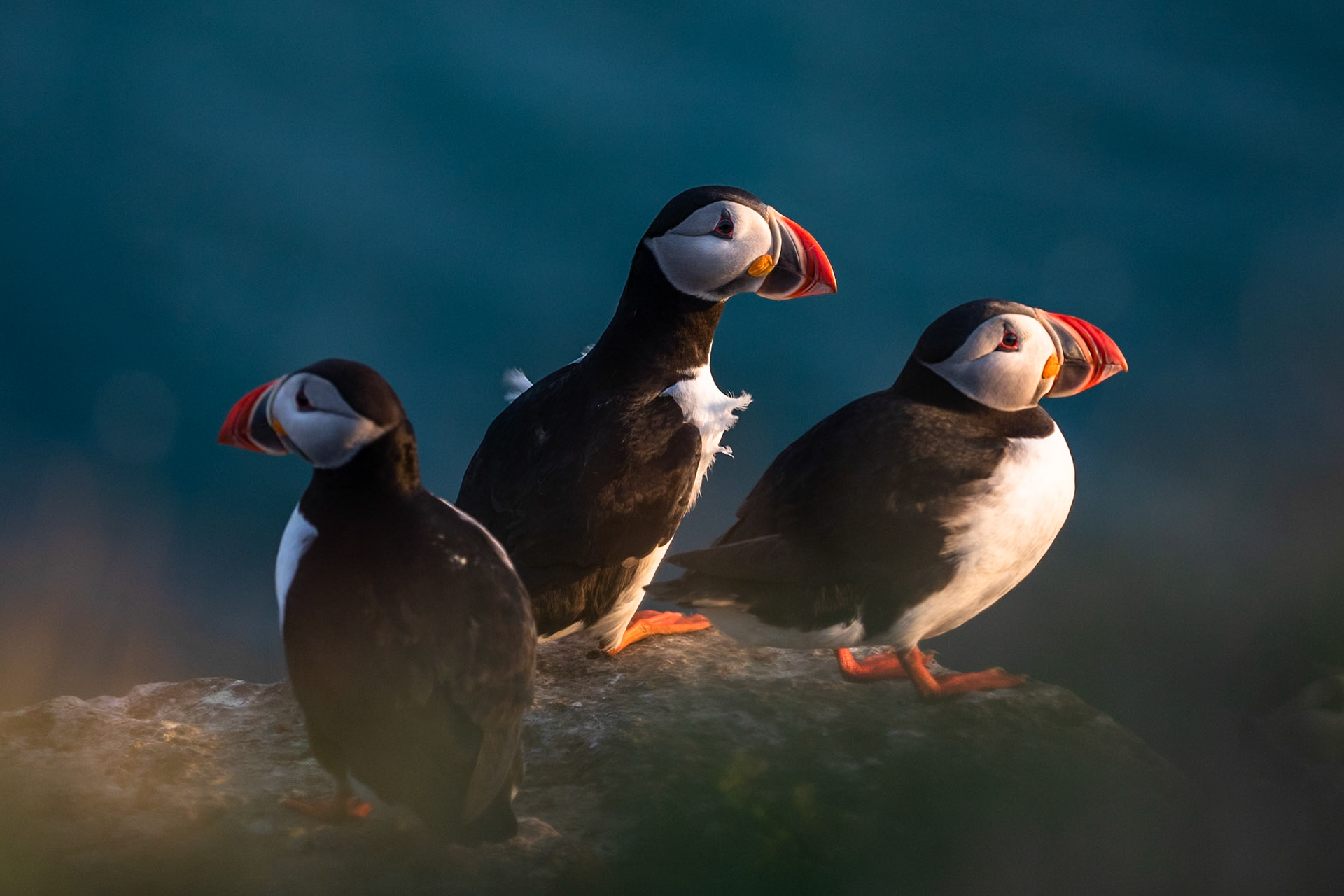 Atlantic puffin, Grímsey Island, Iceland