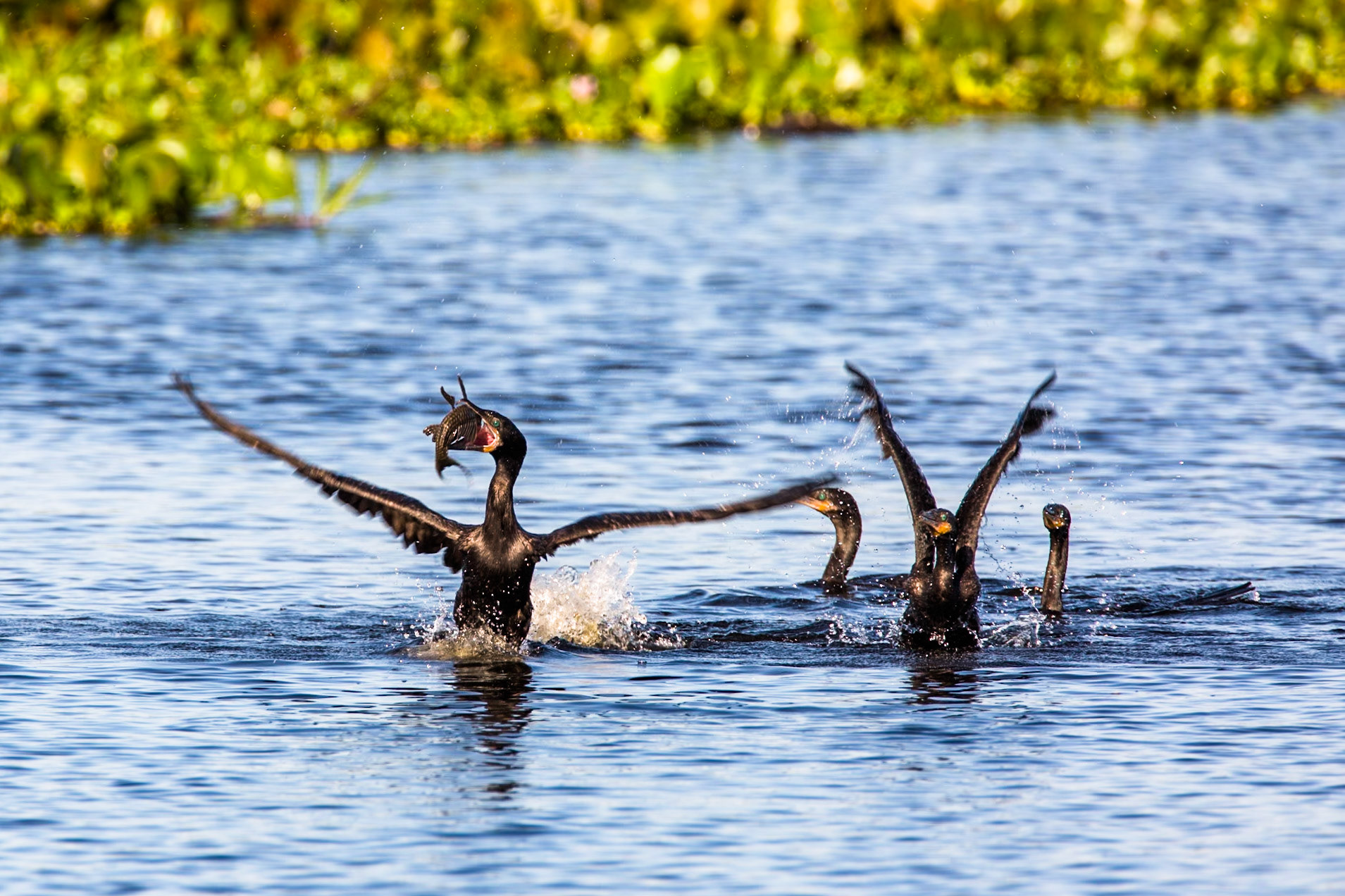 Neotropic cormorant, Transpantaneira, Pantanal, Brazil