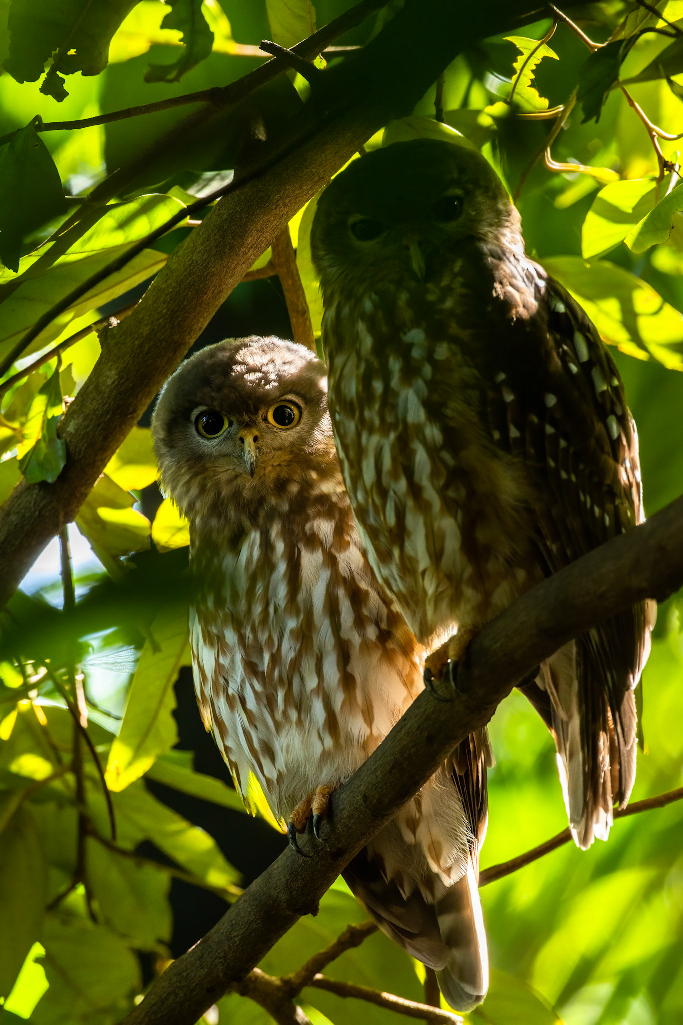 Barking-owls, Darwin, Australia