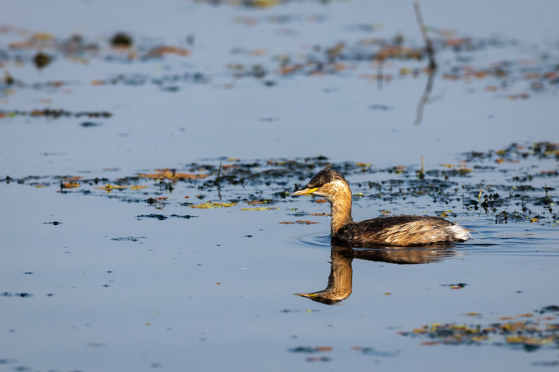 Little grebe, Keoladeo National Park, Bharatpur, India