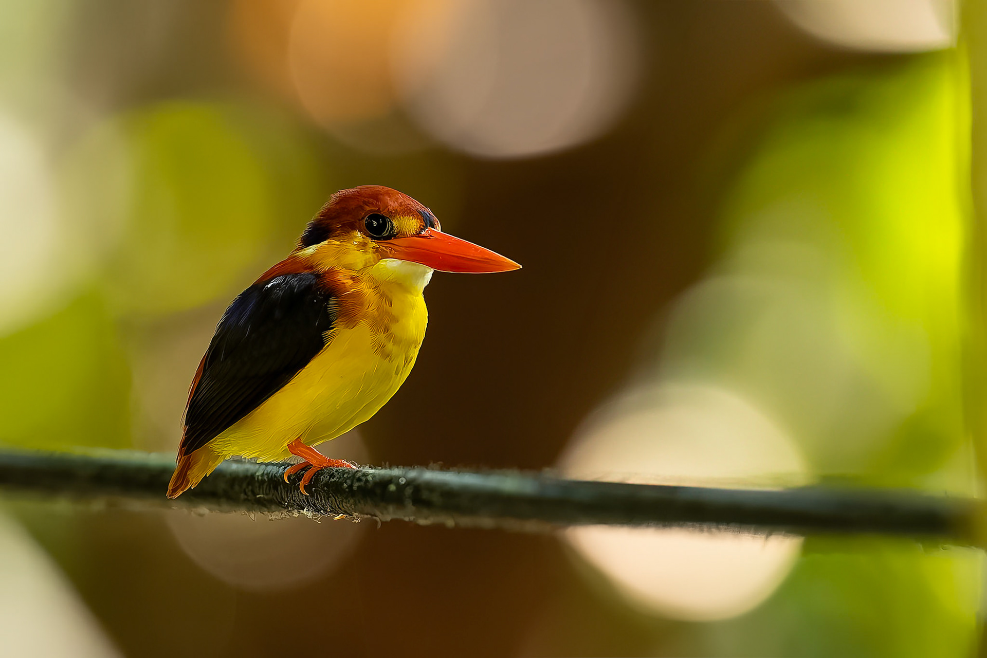 Rufous-backed dwarf-kingfisher, Sukau, Borneo