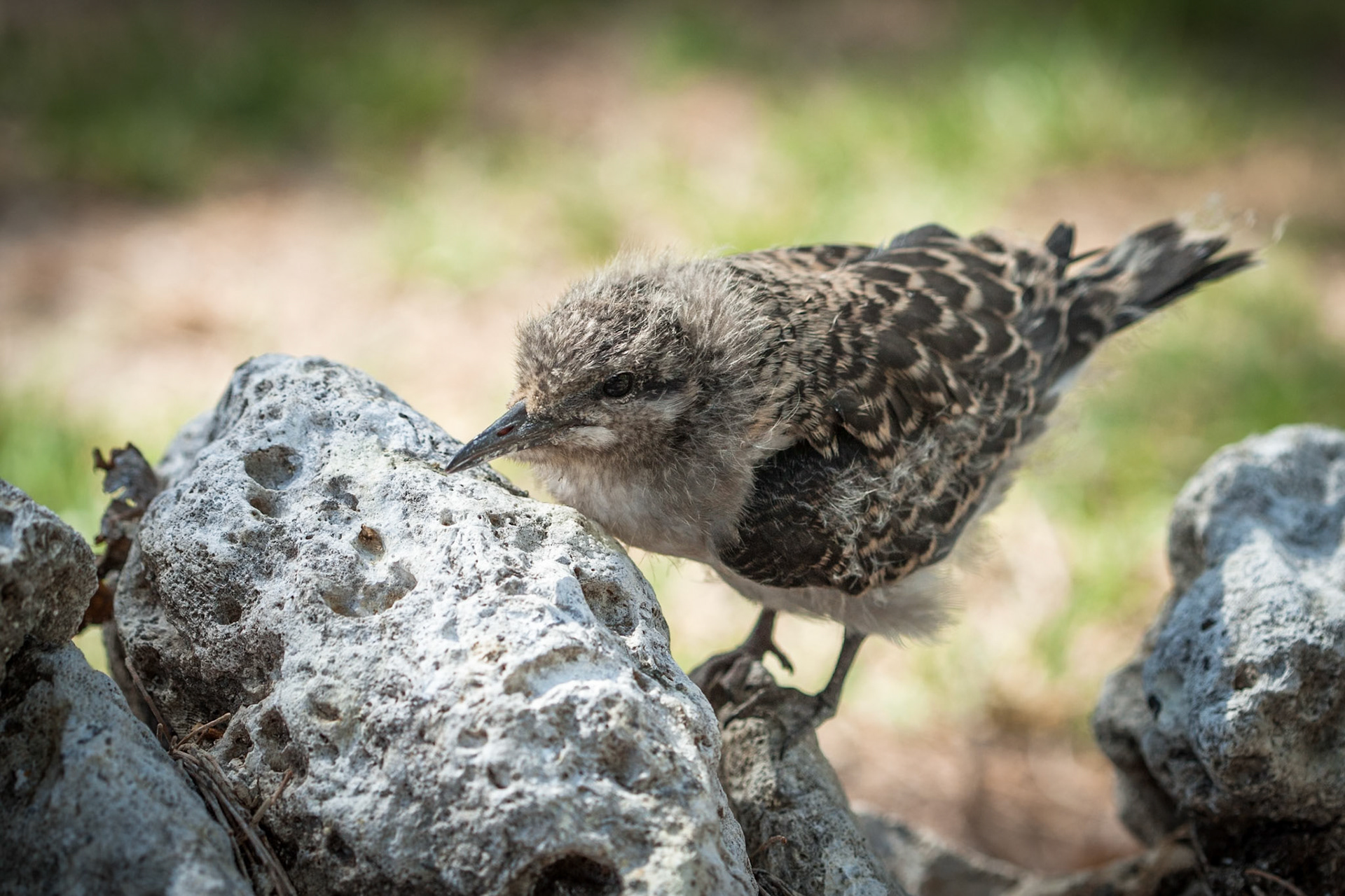 Bridled tern chick, Lady Elliot Island, Queensland, Australia