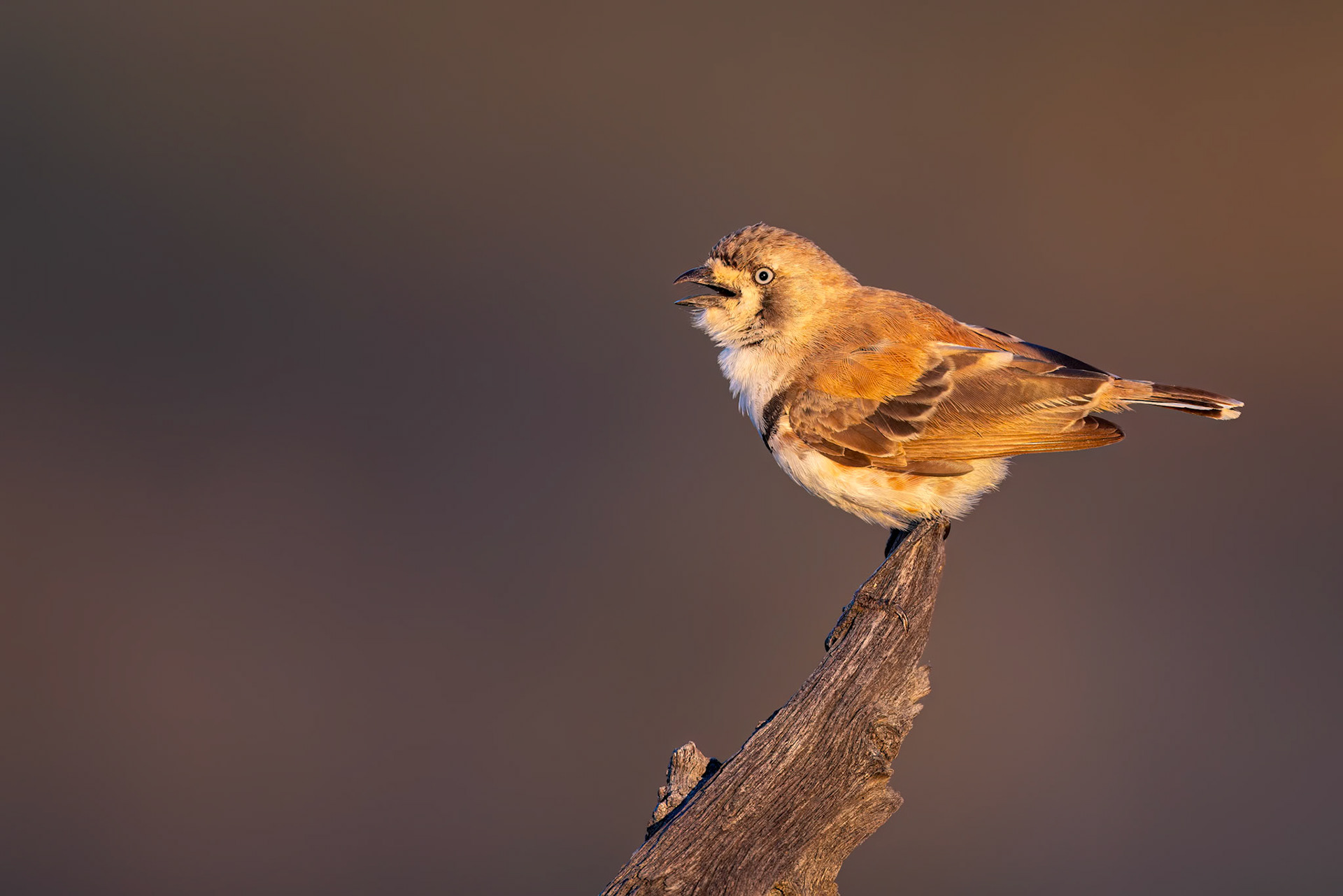 Banded whiteface, Birdsville to Windorah, Queensland, Australia