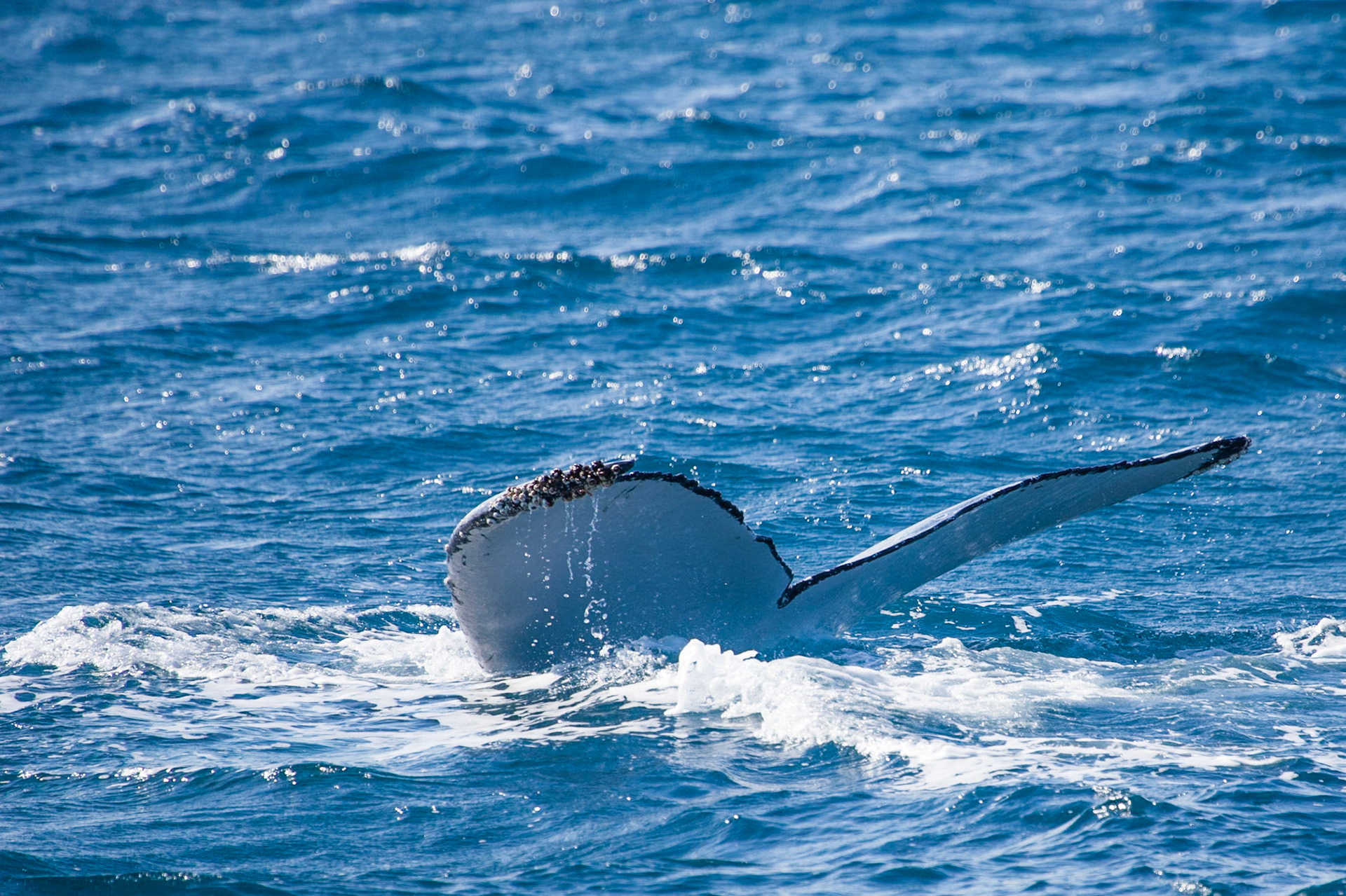 Humpback whale fluke, Hervey Bay near Fraser Island, Queensland