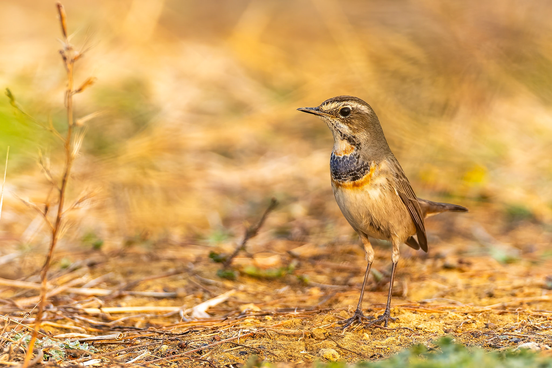 Bluethroat, Khana, India