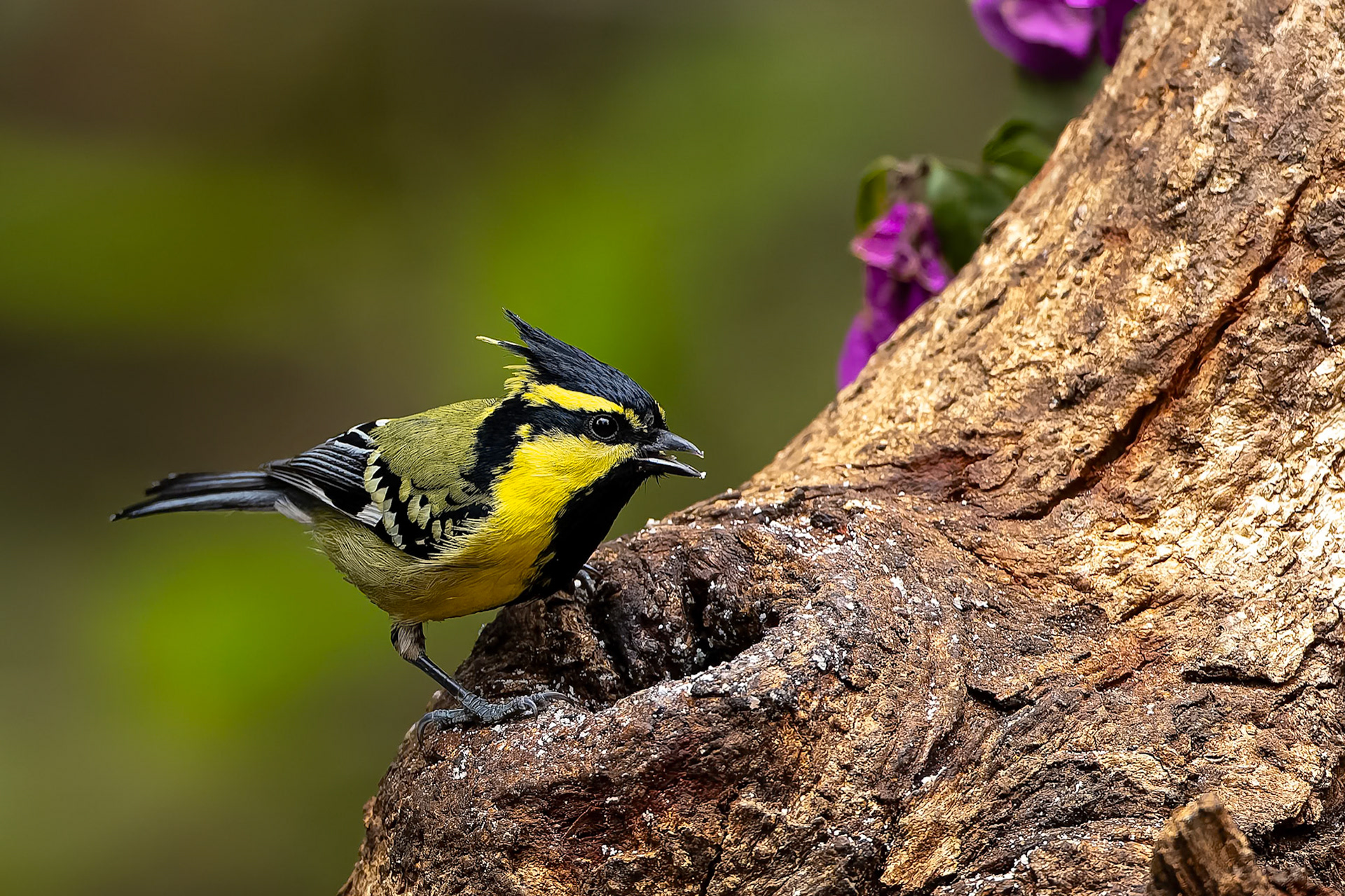 Himalayan black-lored tit, Bird's Den, Corbett Tiger Reserve, India