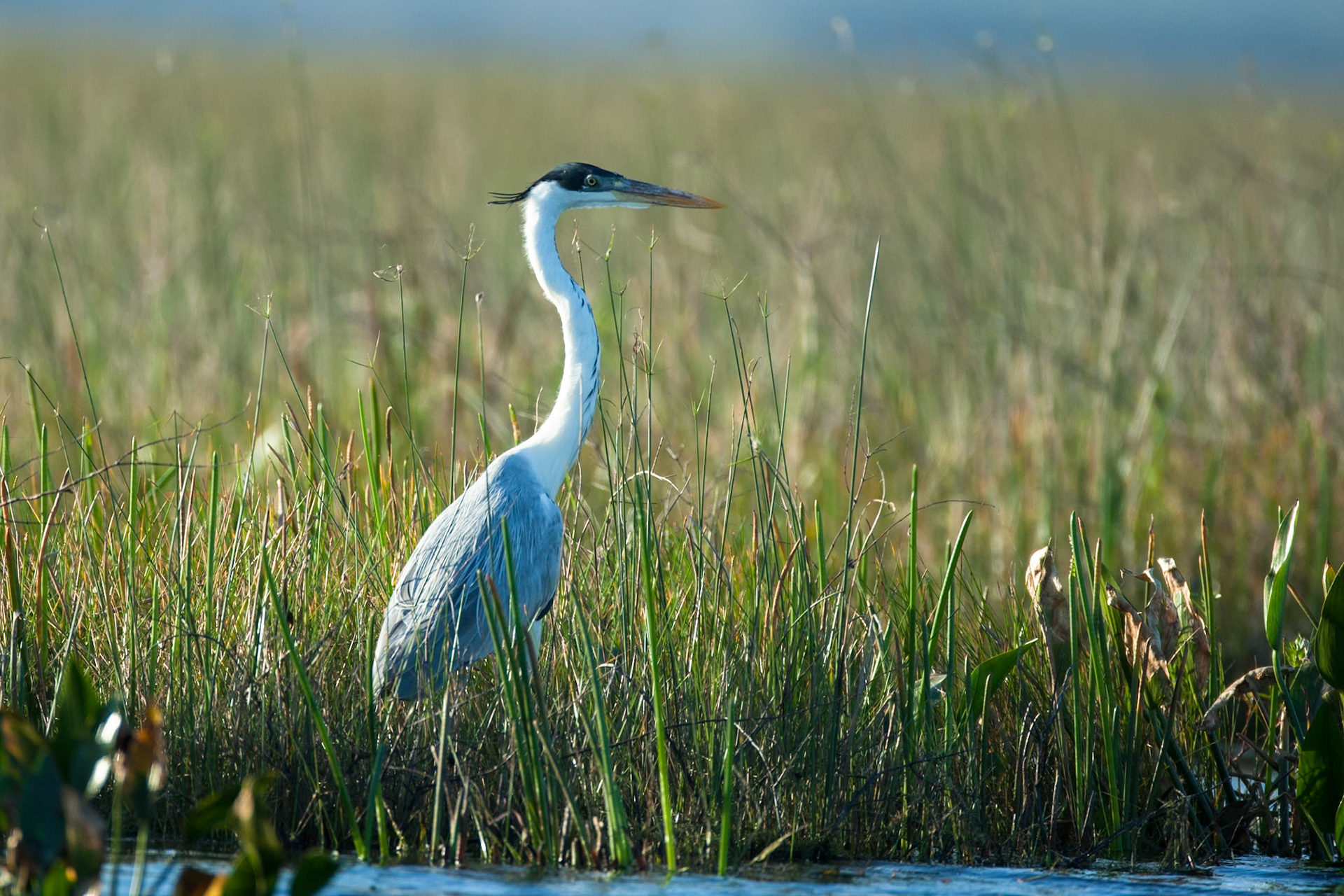 Cocoi heron (white-necked heron), Puerto Valle Esteros, Ibera wetlands, Corrientes, Argentina
