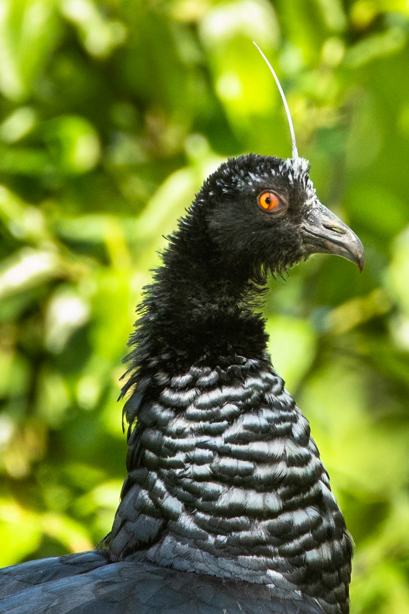 Horned screamer, Tambo Blanquillo, Manu National Park,  Peru