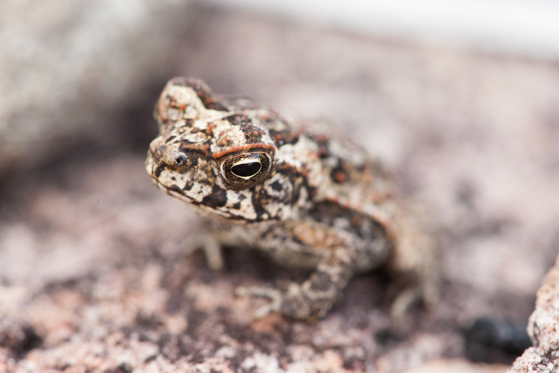 Frog. Mount Borradale, Arnhemland, Northern Territory