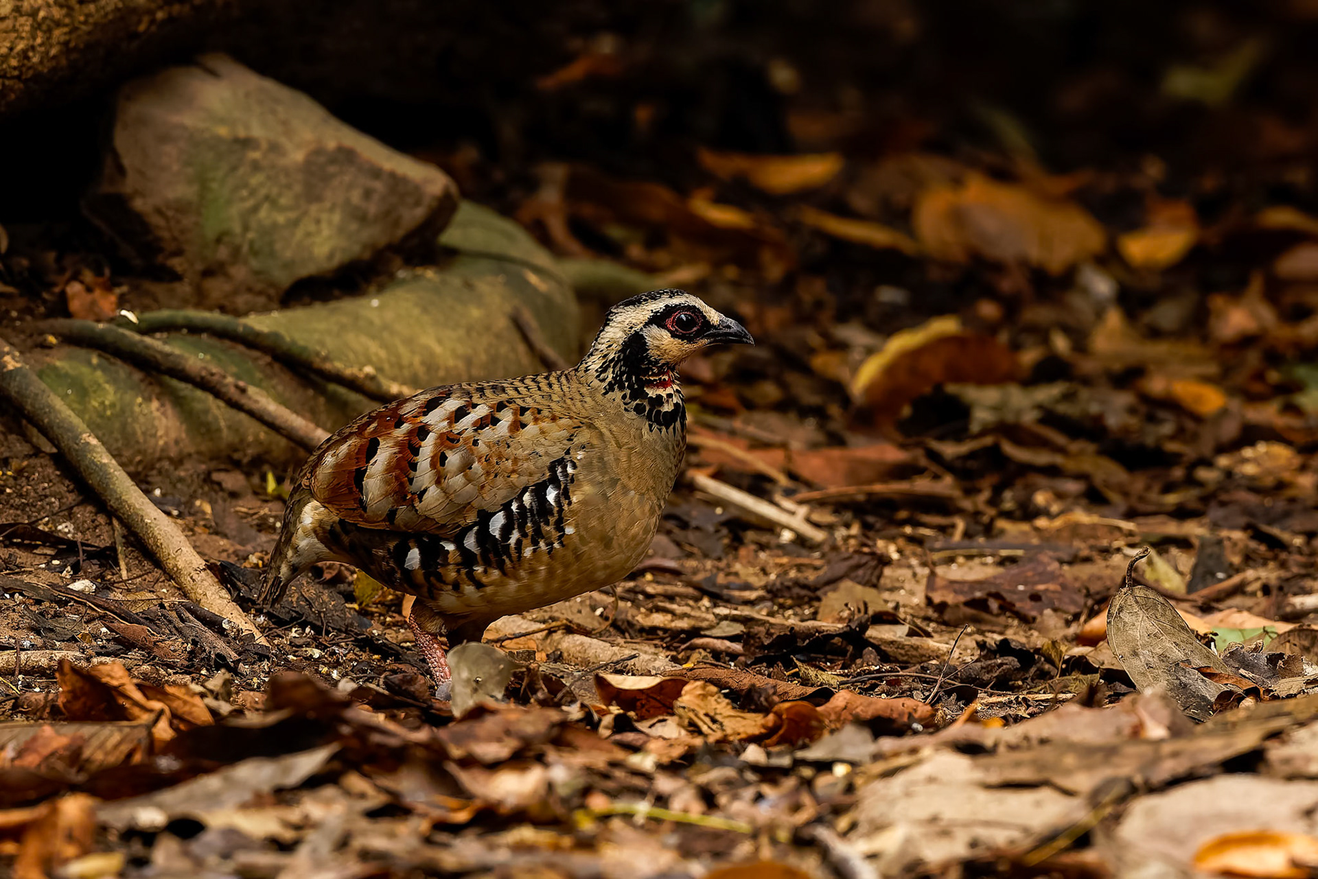 Bar-backed partridge, Khaeng Krackan National Park, Thailand