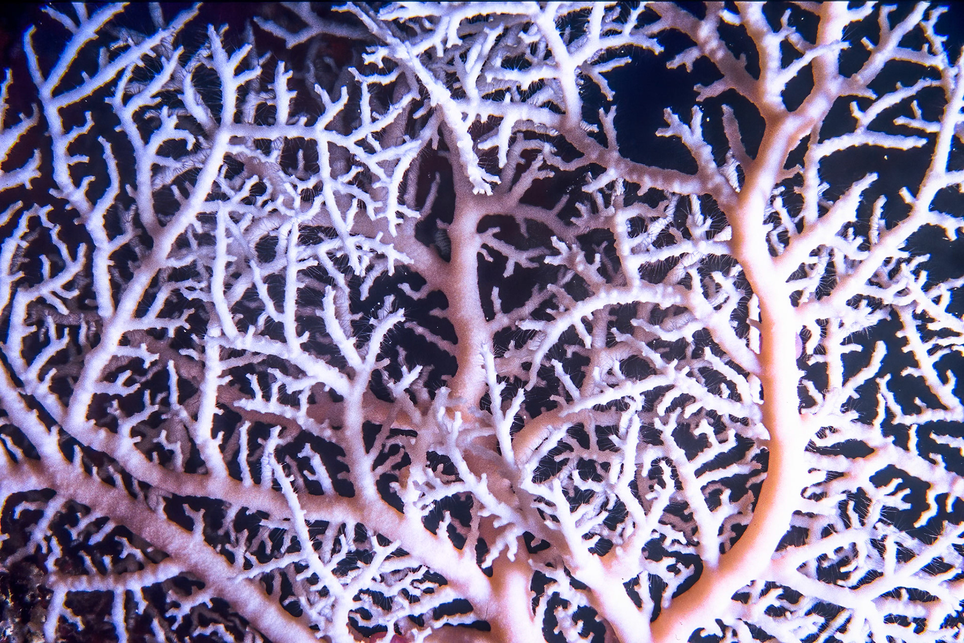 Lace coral, Comores