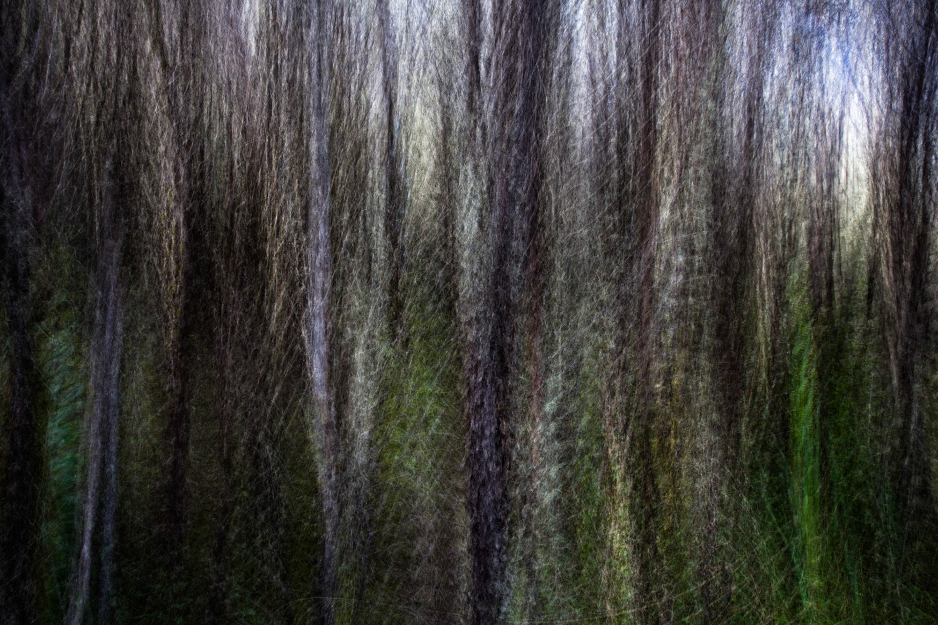 Old Coach Road, Tongariro, New Zealand