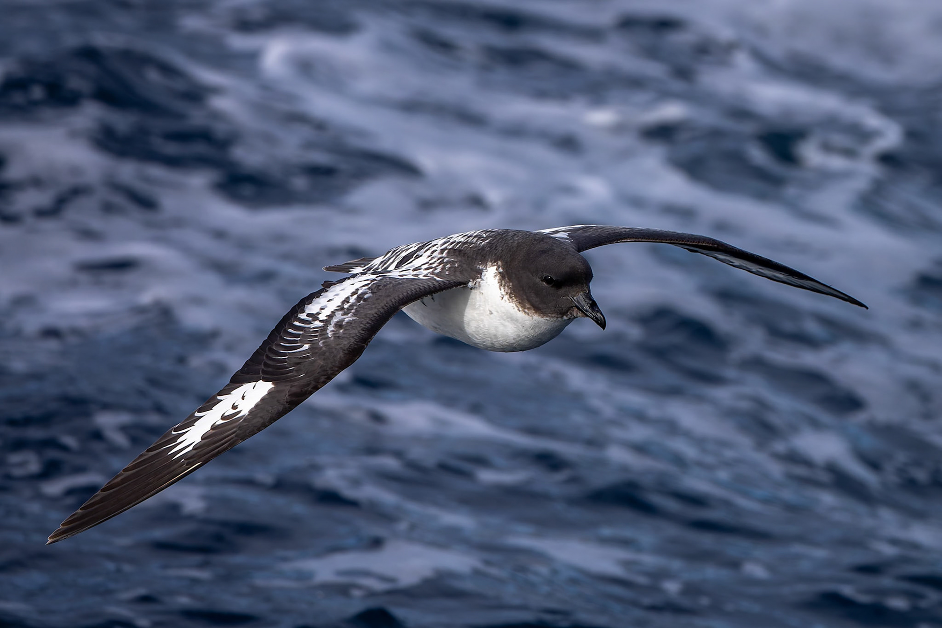 Cape petrel, towards Ushuaia, Argentina