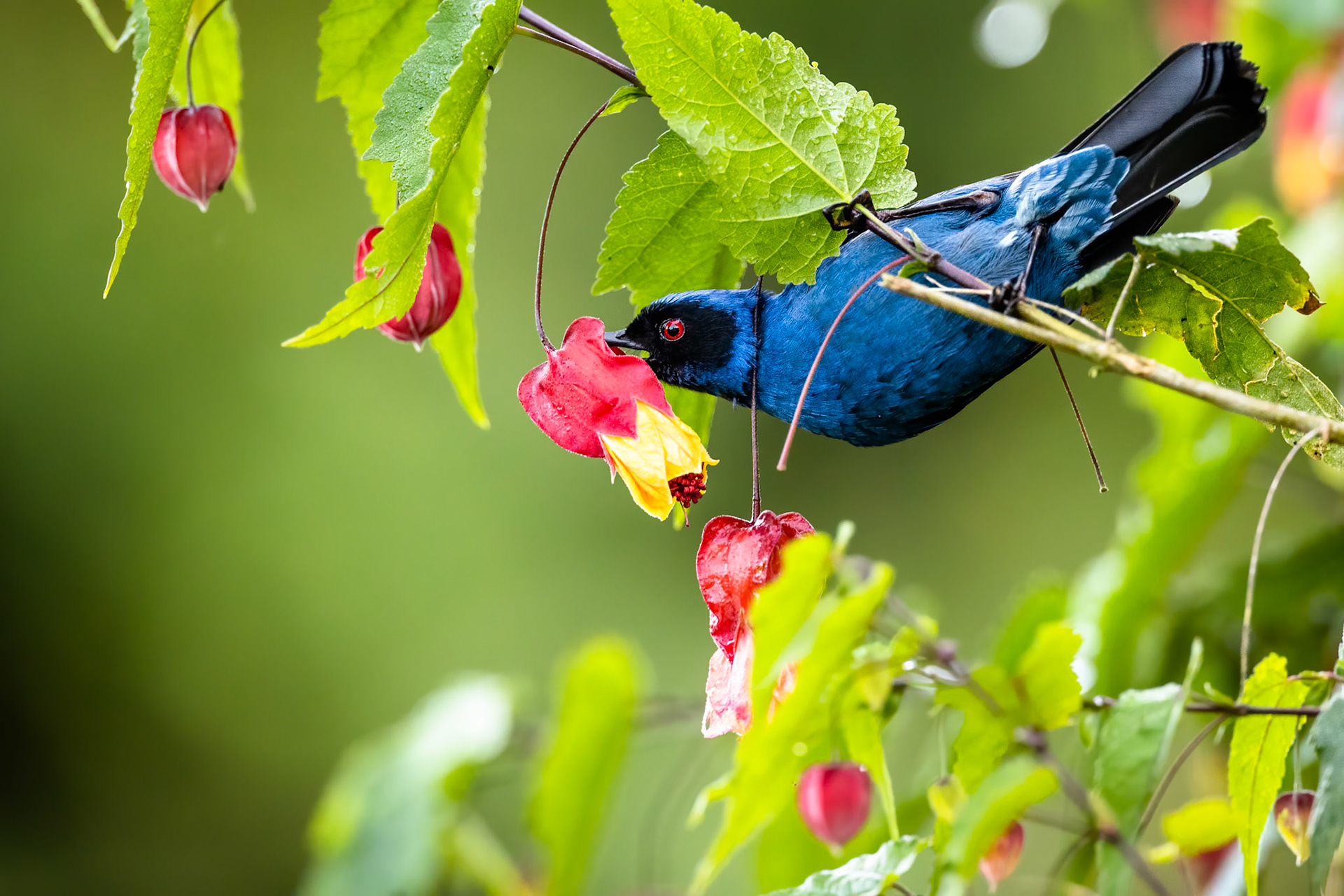 Masked flowerpiercer, Rio Blanco, Colombia