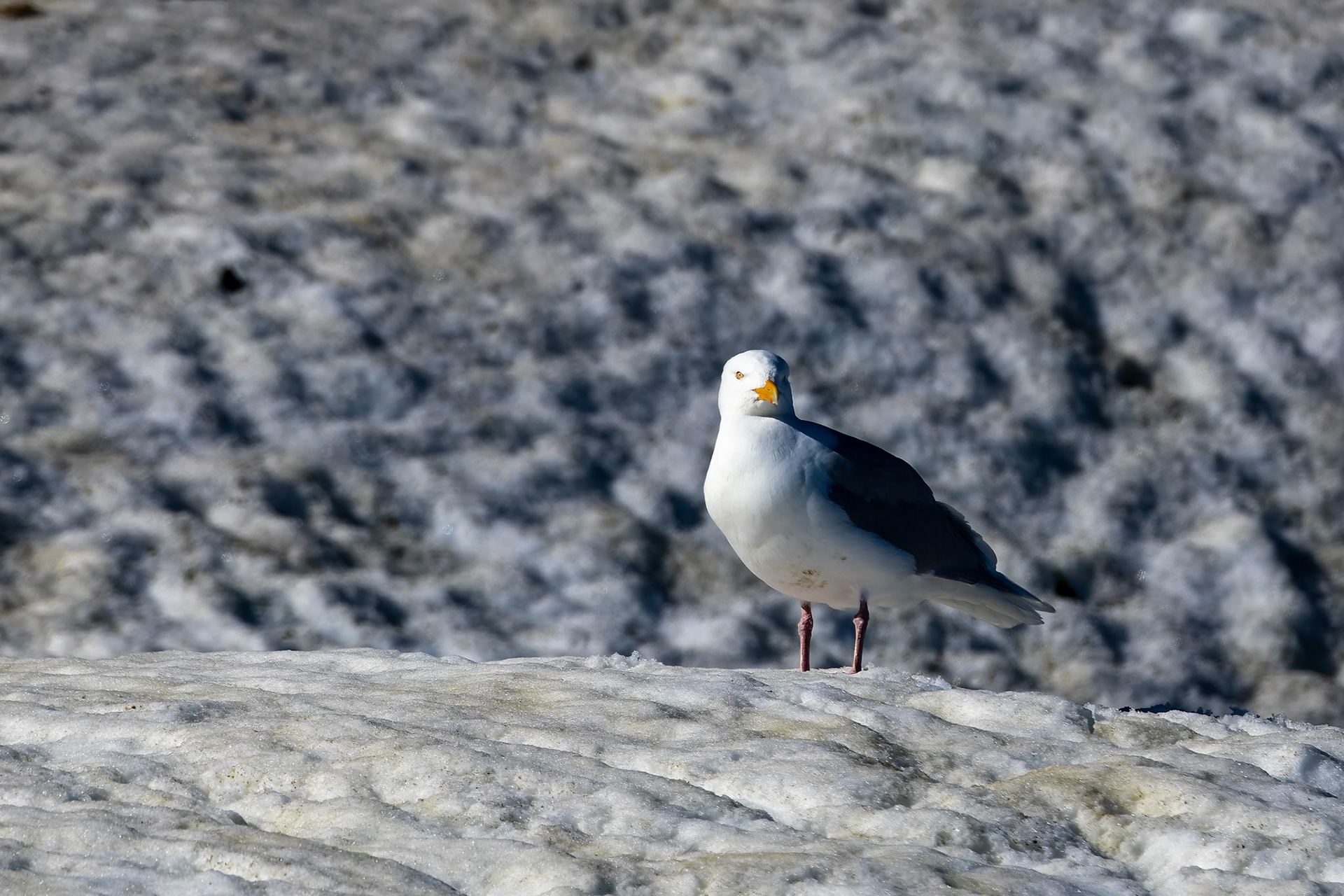 Glaucus gullt, Alkefjettet, Svalbard, Norway