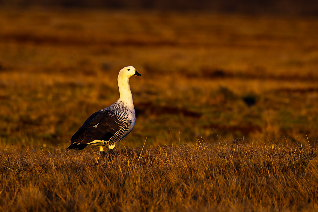 Upland goose, Torres del Paine, Patagonia, Chilé
