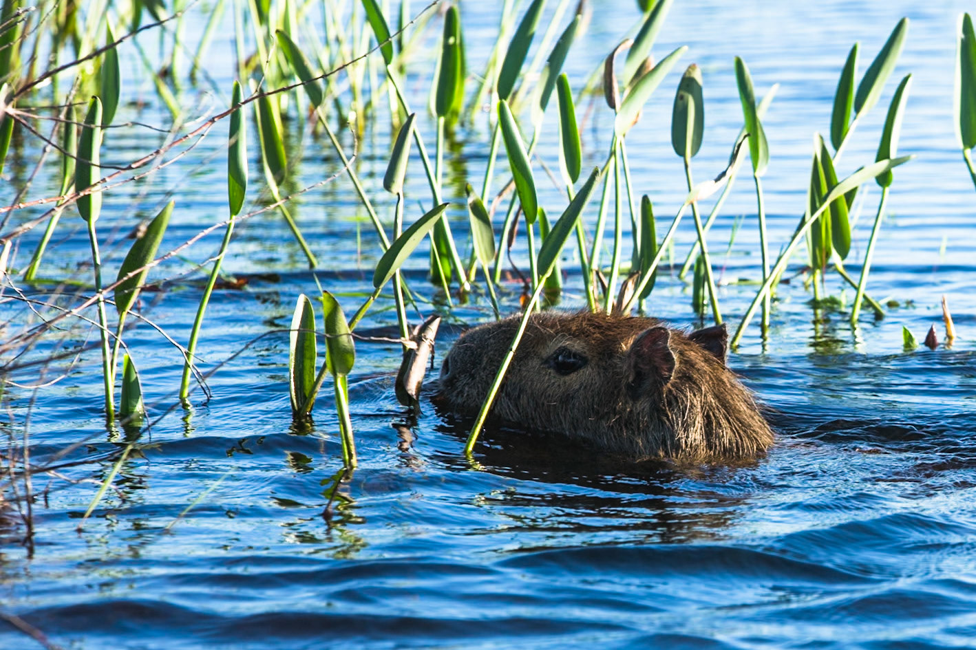 Capybara, Puerto Valle Esteros, Ibera wetlands, Corrientes, Argentina