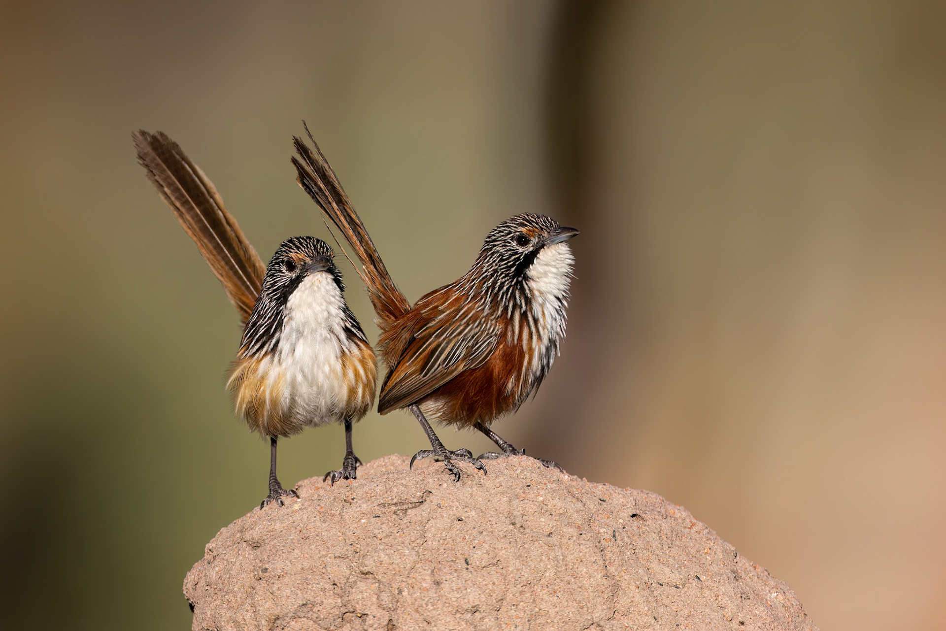 Carpentarian grasswren, Mt Isa, Queensland, Australia