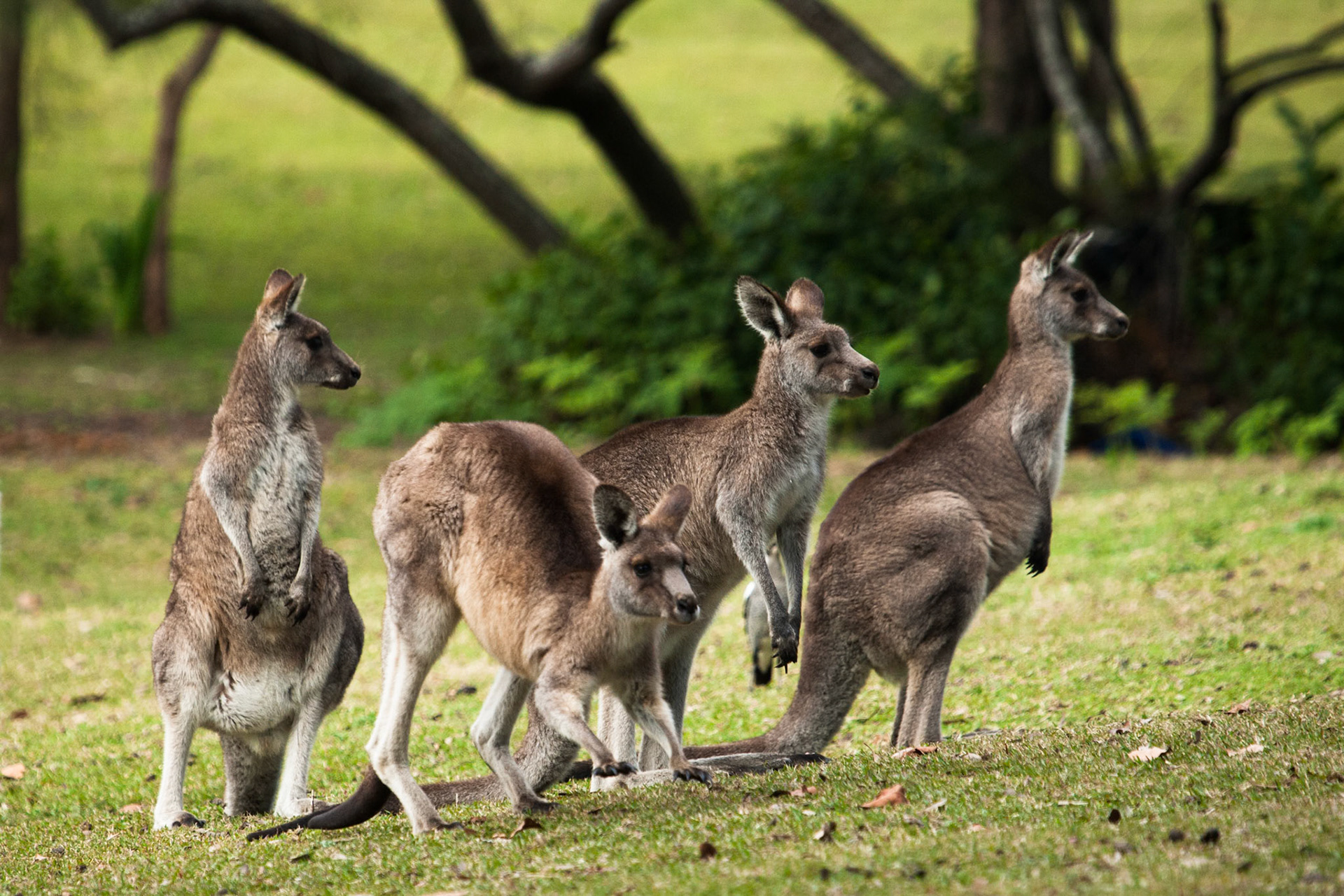 Eastern grey kangaroos in the gardens and fields of Morriset, a psychiatrict institution
