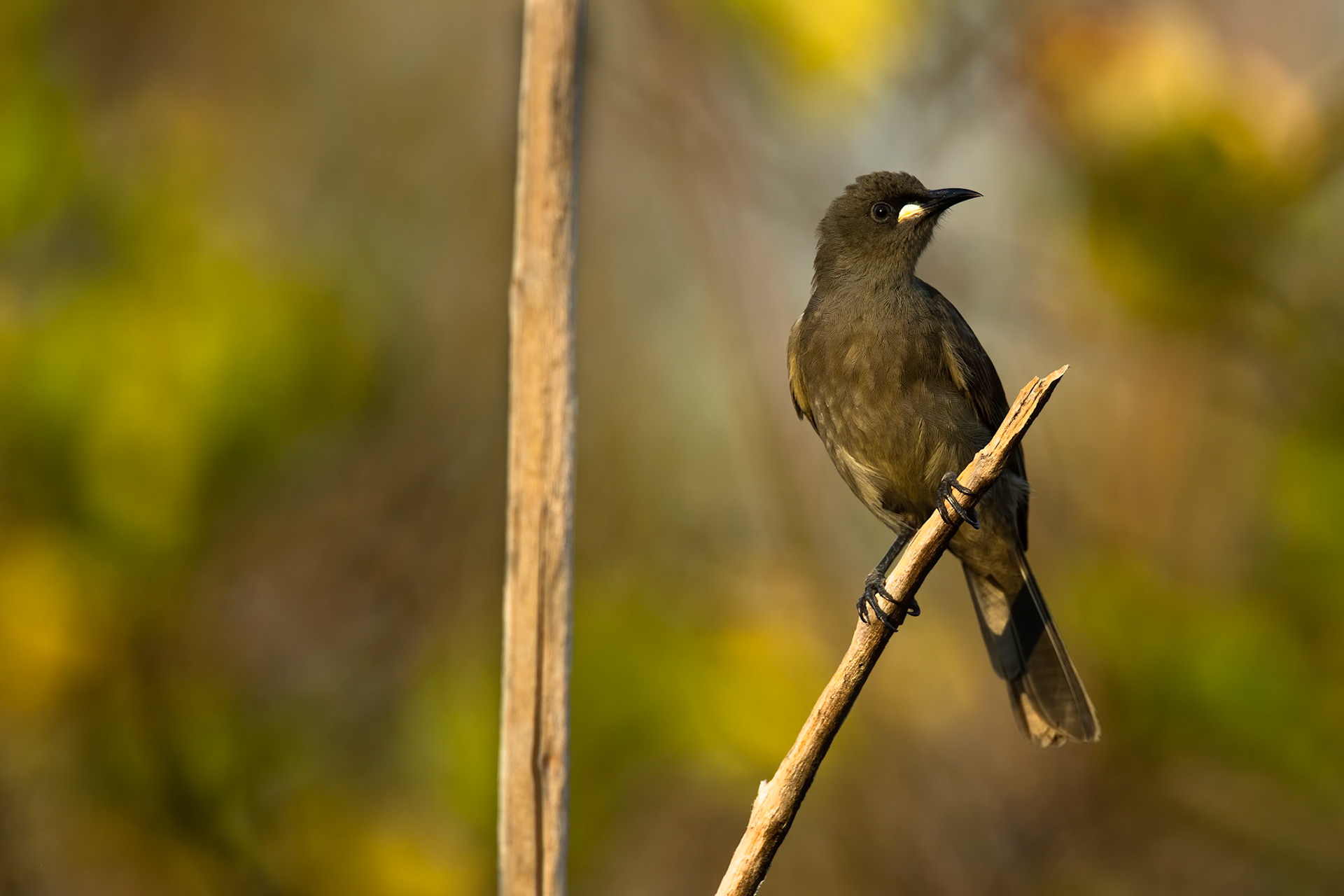 White-gaped honeyeater, Darwin, Australia