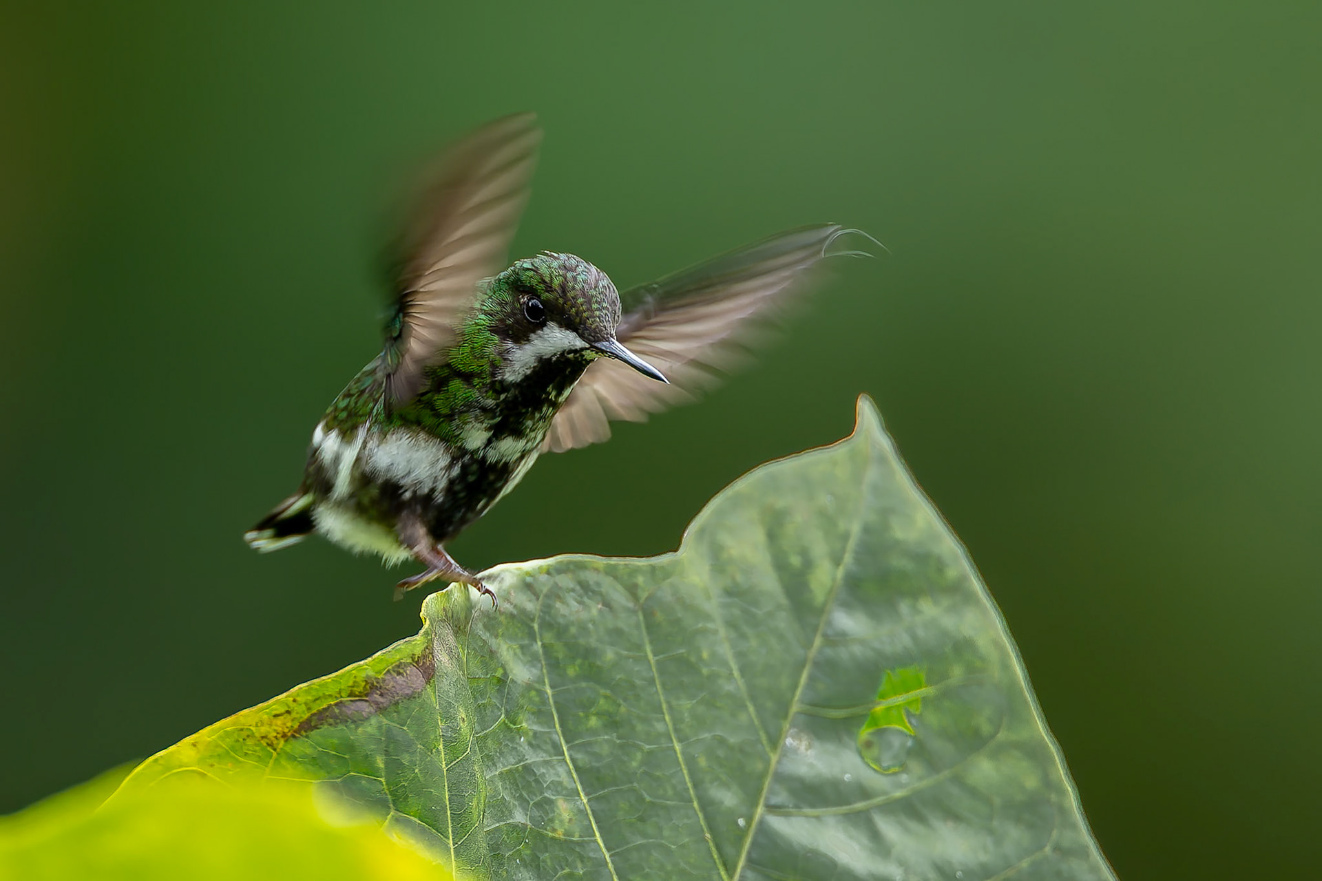 Green thorntail, Umbrella Bird Lodge, Buenaventura Nature Reserve, Ecuador