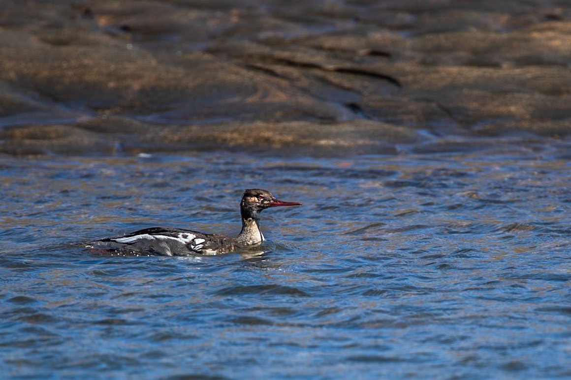 Red-breasted merganser, Hellnar