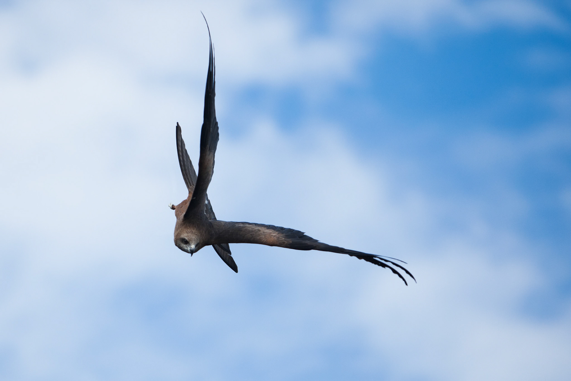 A kite in flight diving for its presented prey