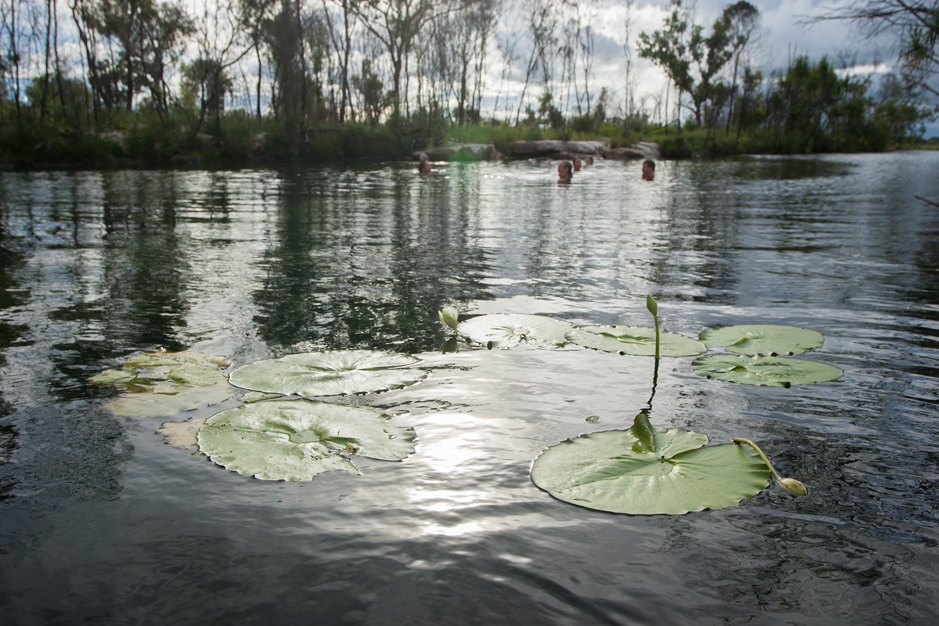 Lillies and swimmers in a billabong. Mount Borradale, Arnhemland, Northern Territory