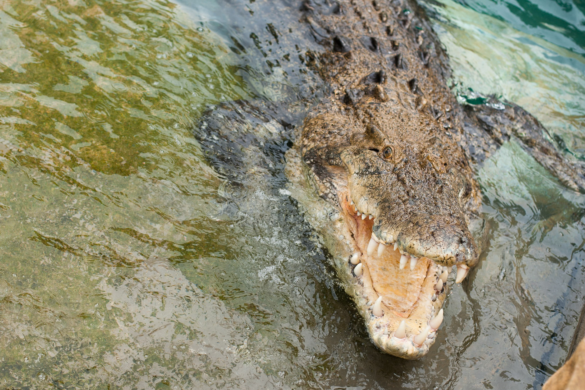 Saltwater crocodile, Crocasaurus, Darwin, Northern Territory