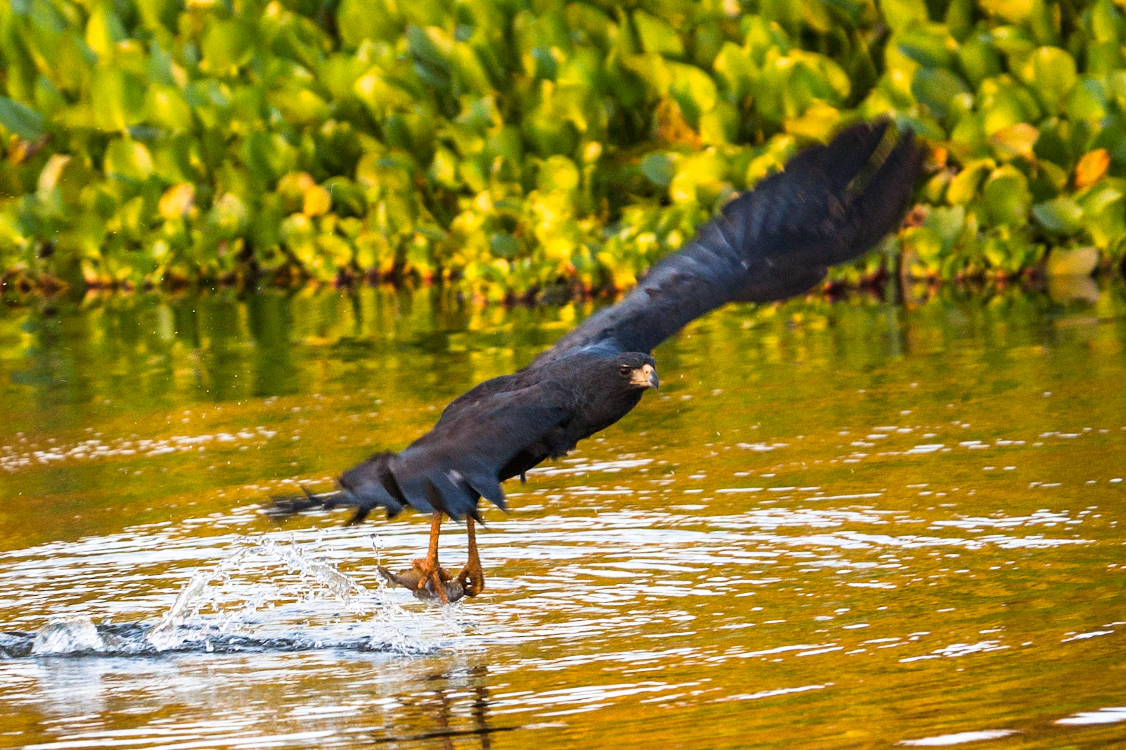 Great black hawk, Mato Grosso, Pantanal, Brazil