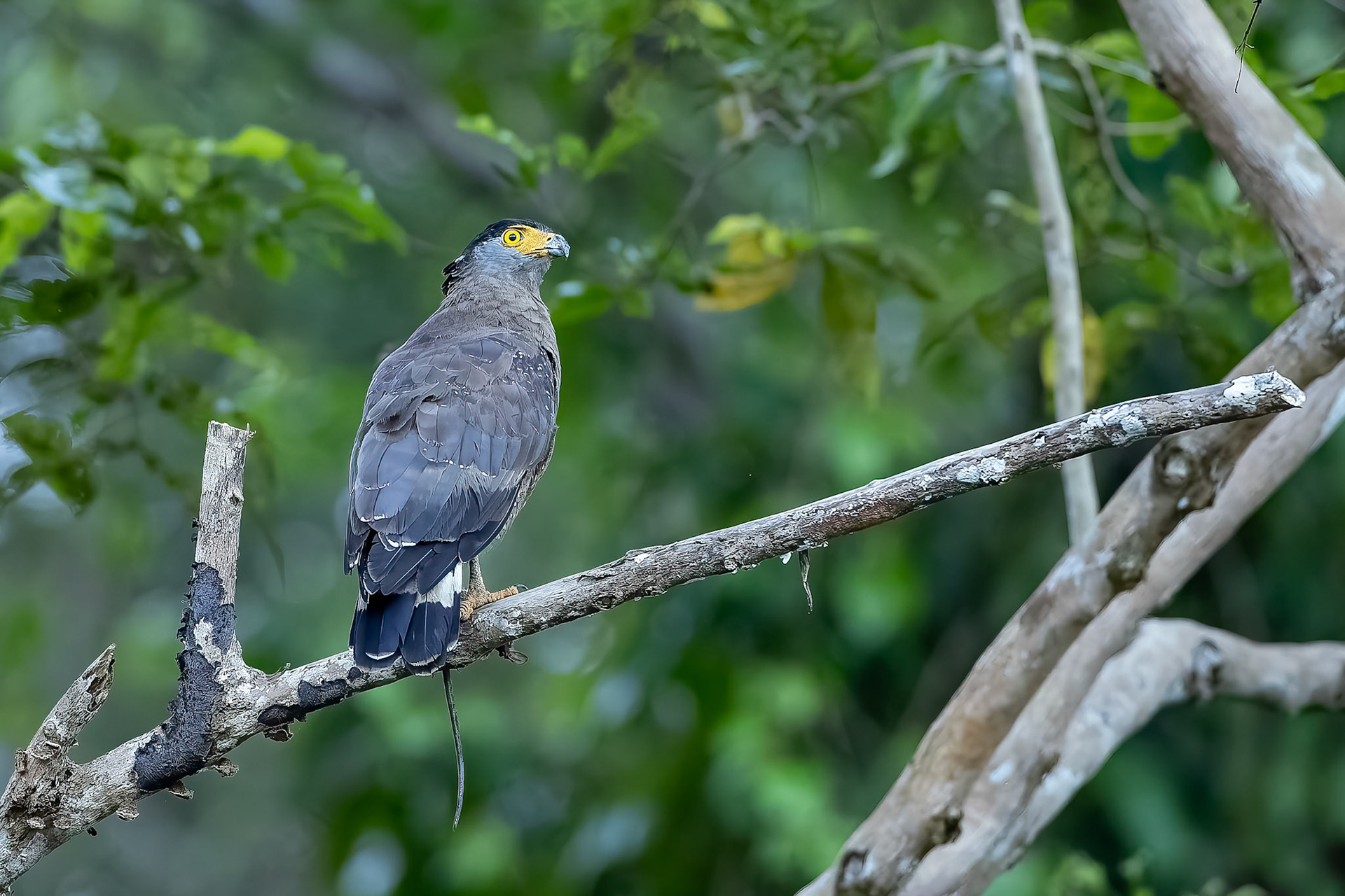 Crested serpent-eagle, Sukau, Borneo