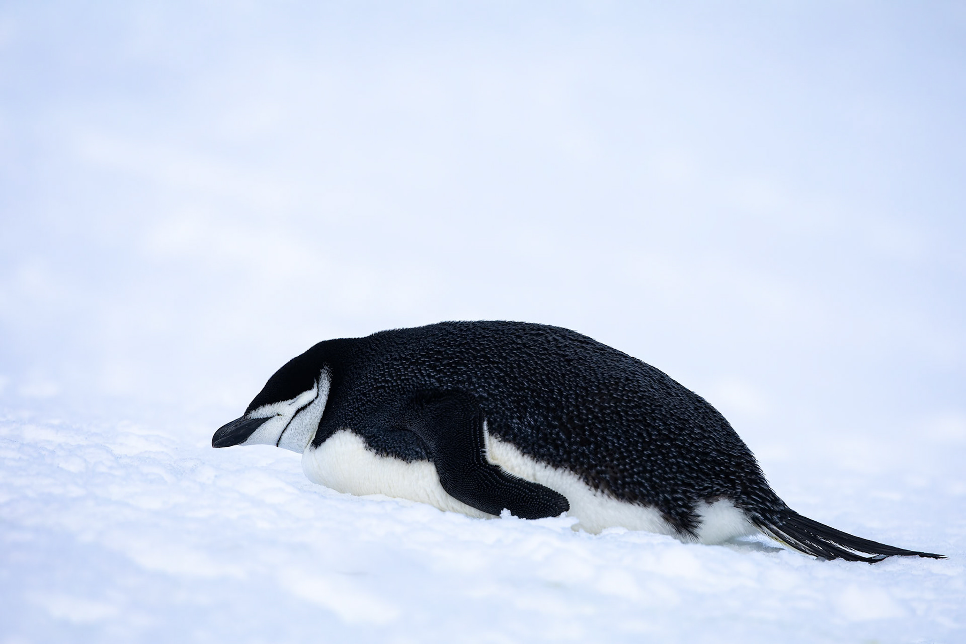 Chinstrap penguin, Half-moon Island, Shetland Islands, Antarctica