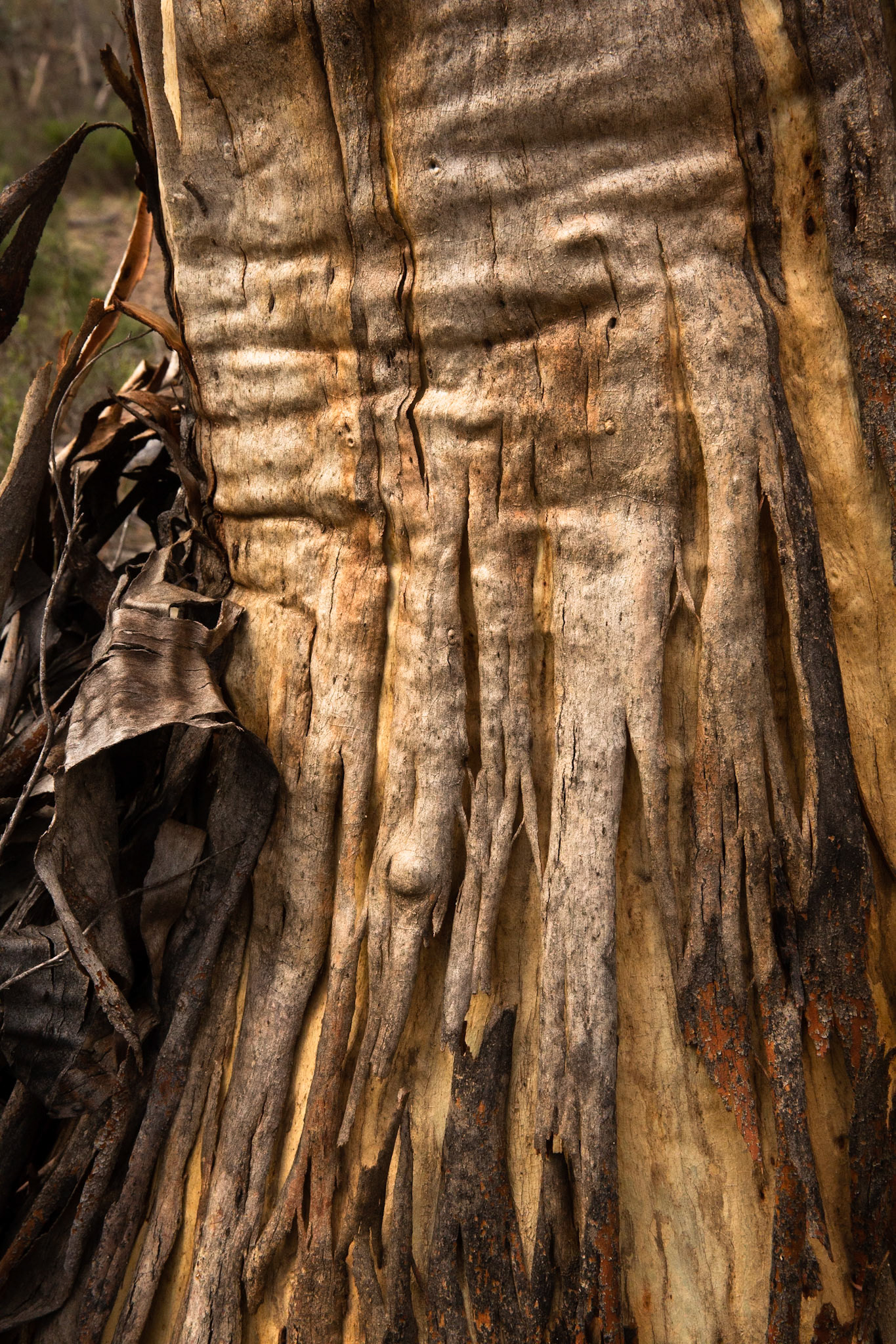 Sawpit creek track, Mount Kosciuszko National Park, Snowy Mountains, New South Wales