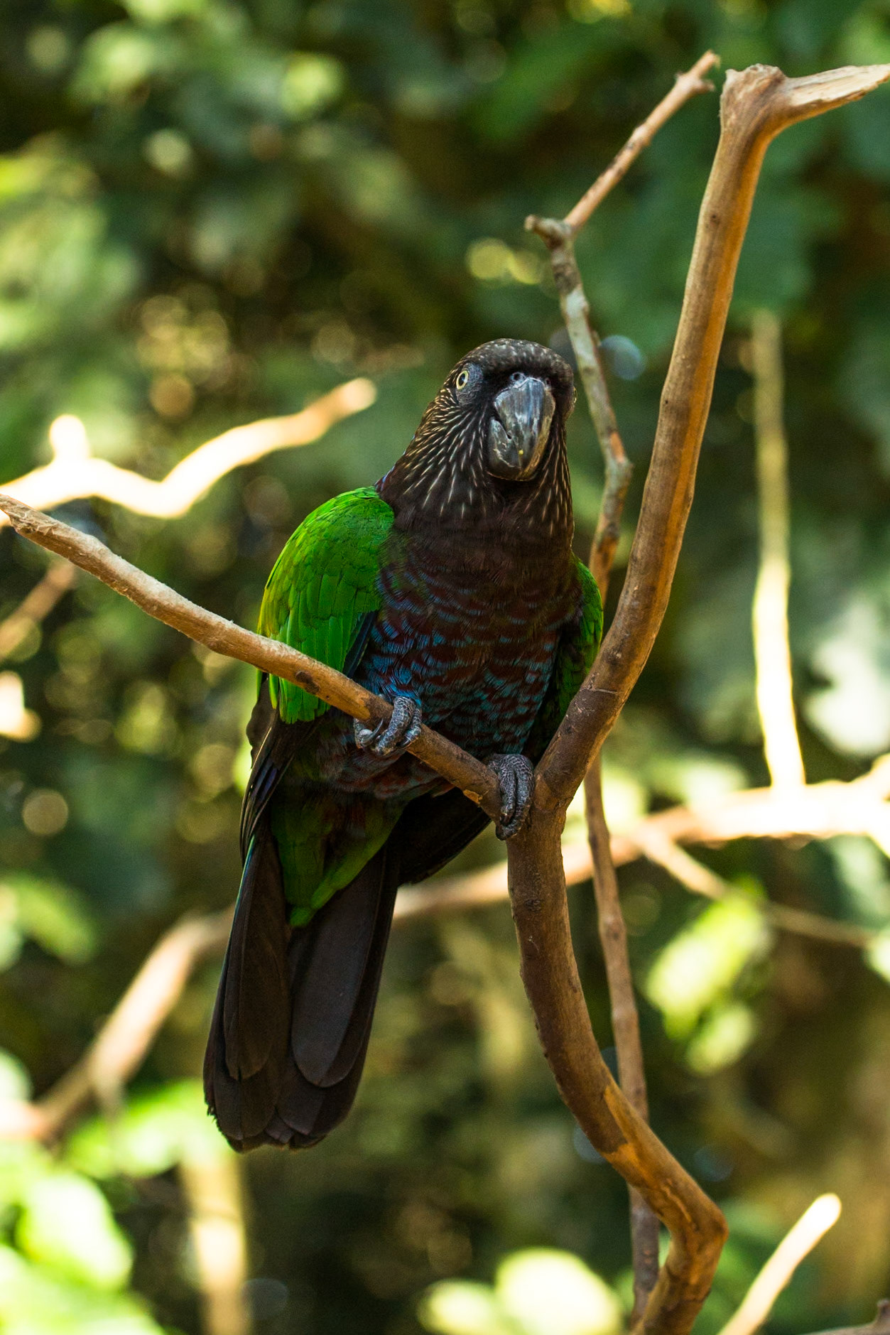 Iguassu bird park, Brazil