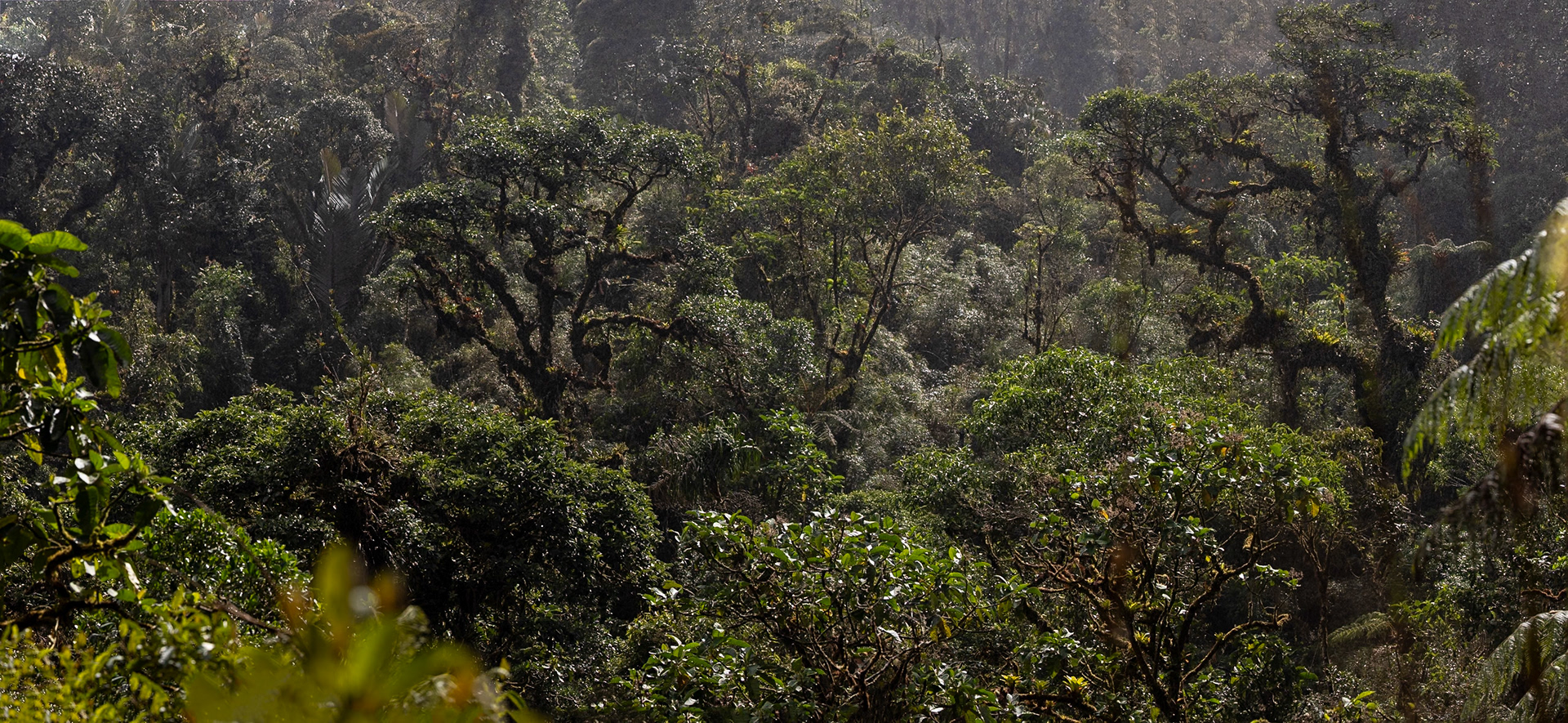 Casa Simpson Lodge, Tapilchalaca, Ecuador