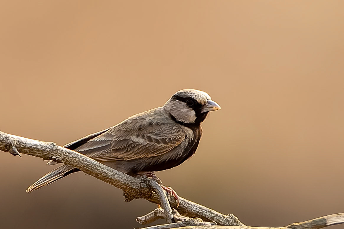 Ashy-crowned sparrow-lark, Khana, India