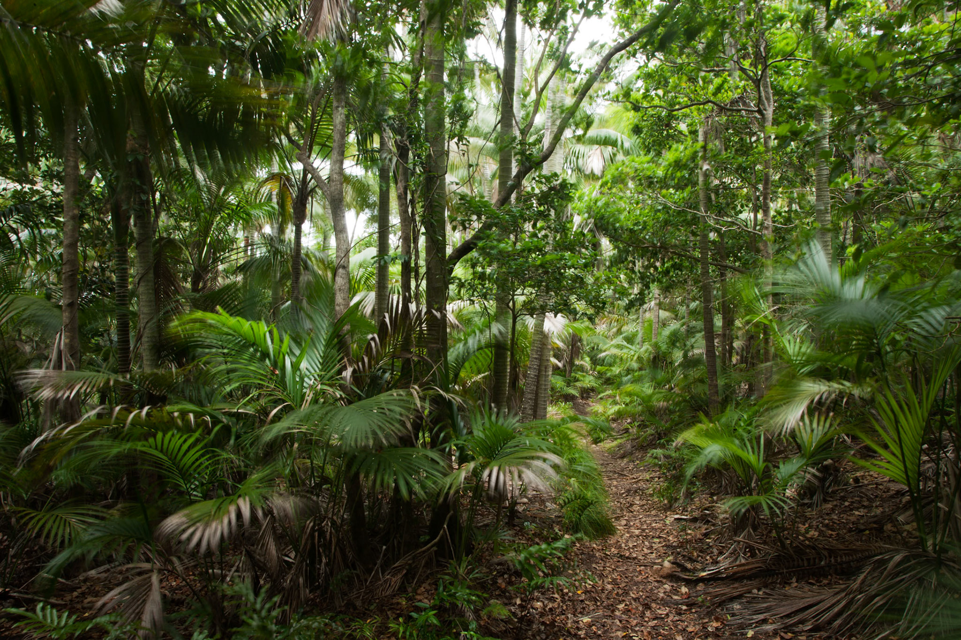 Path through the trees, leading down from Middle to Lagoon Beach, Lord Howe Island.