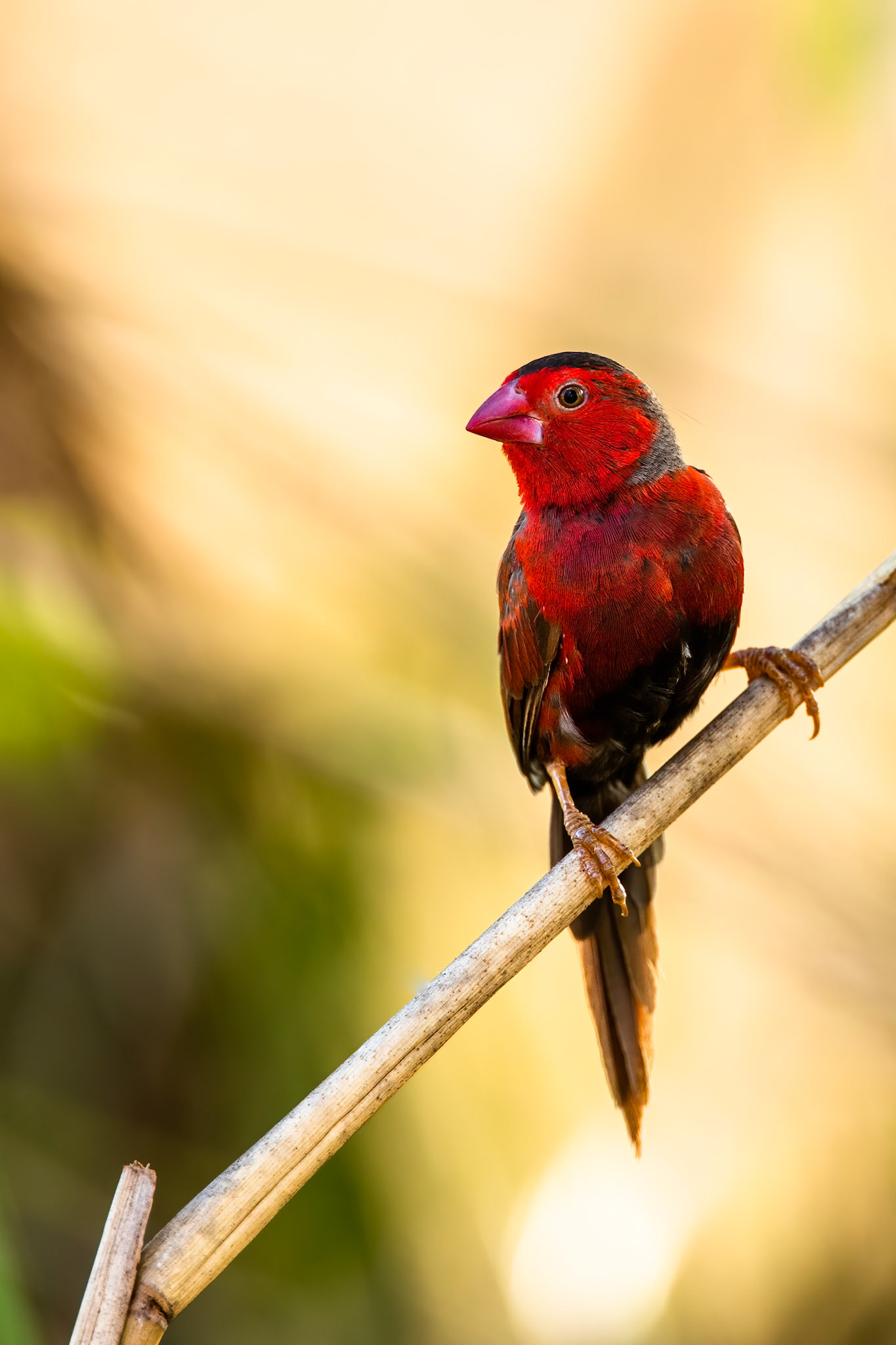 Crimson finch, Darwin, Australia