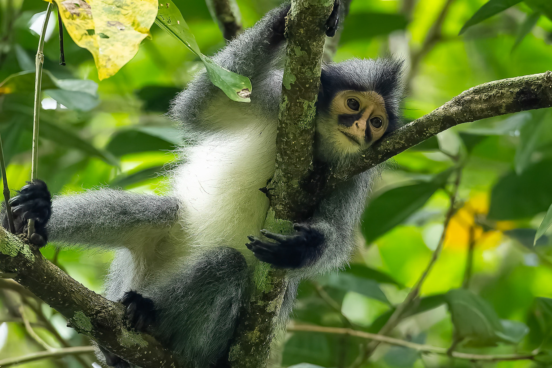 Sabah langur, Tabin, Borneo