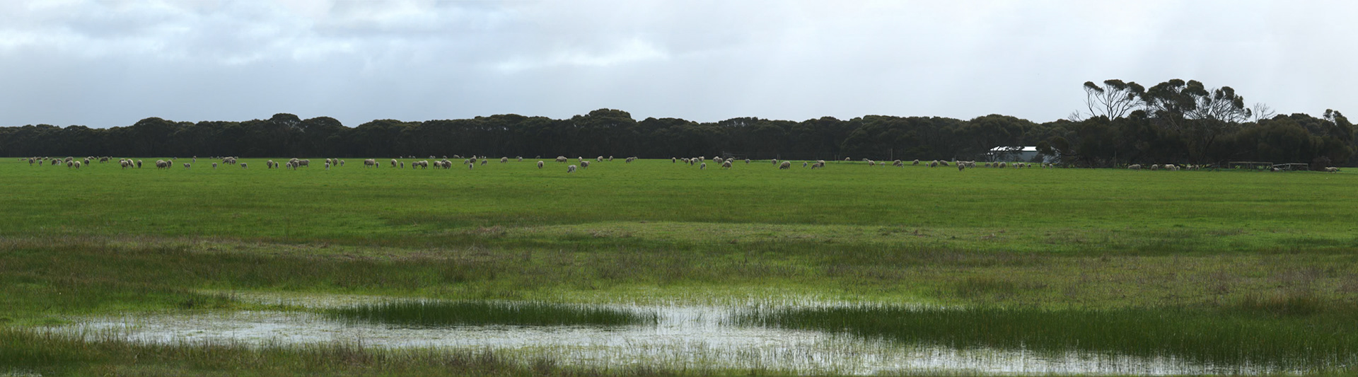 Sheep, near Lavendar Bay, Kangaroo Island