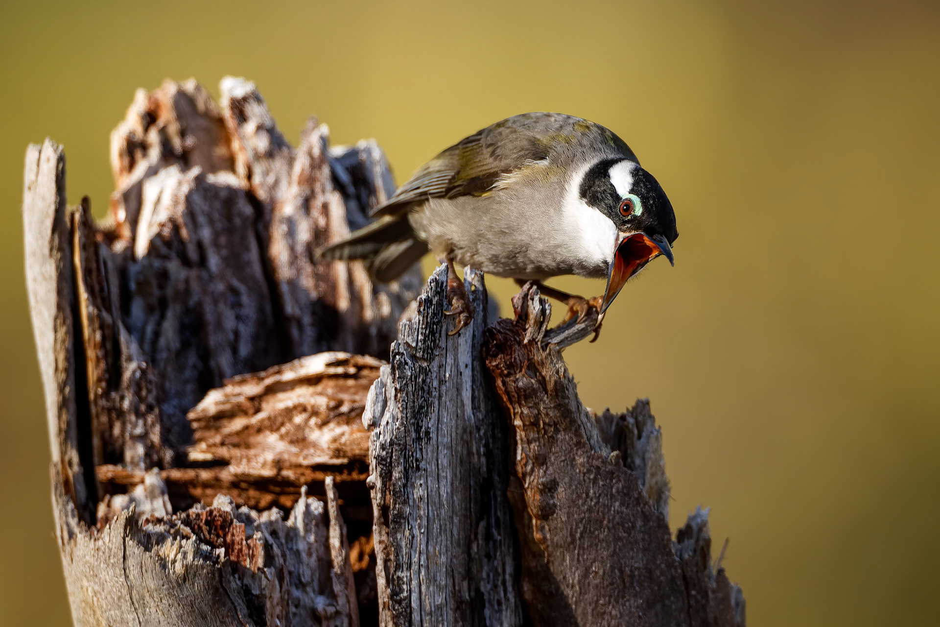 Strong-billed honeyeater, Mount Wellington, Hobart, Tasmania, Australia