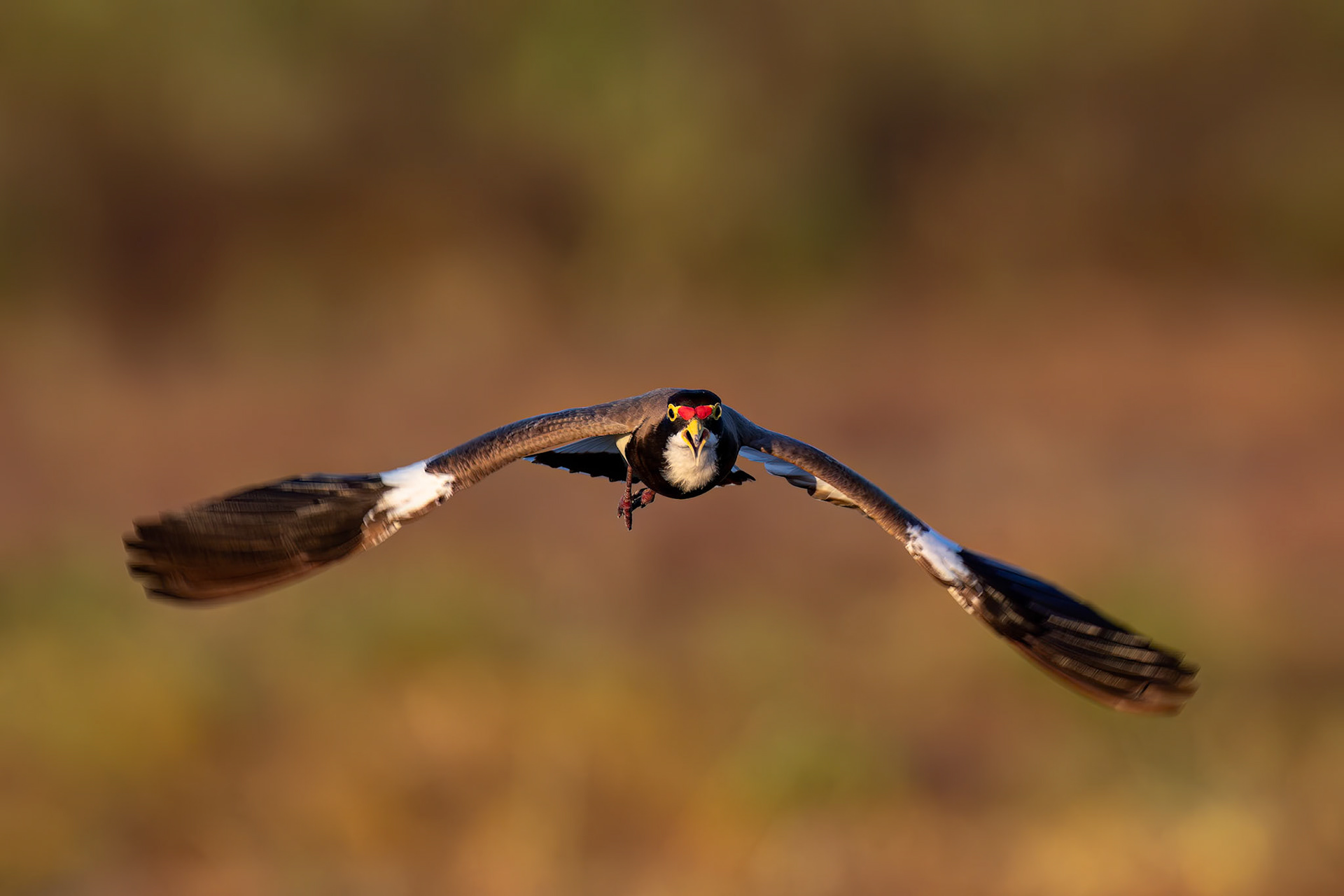 Banded lapwing, Birdsville, Queensland, Australia