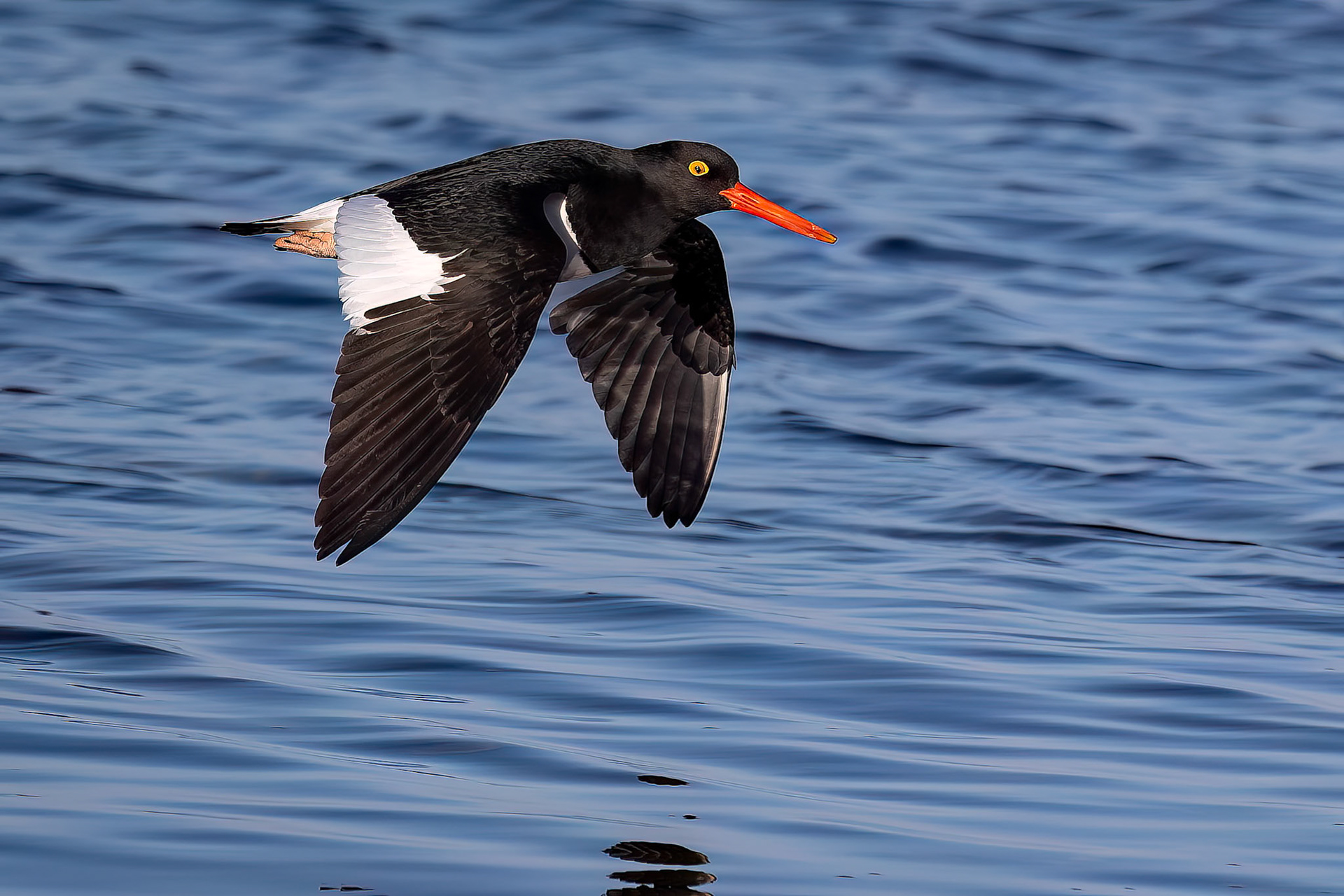 Blackish oystercatcher, Pebble Island, Falkland Islands