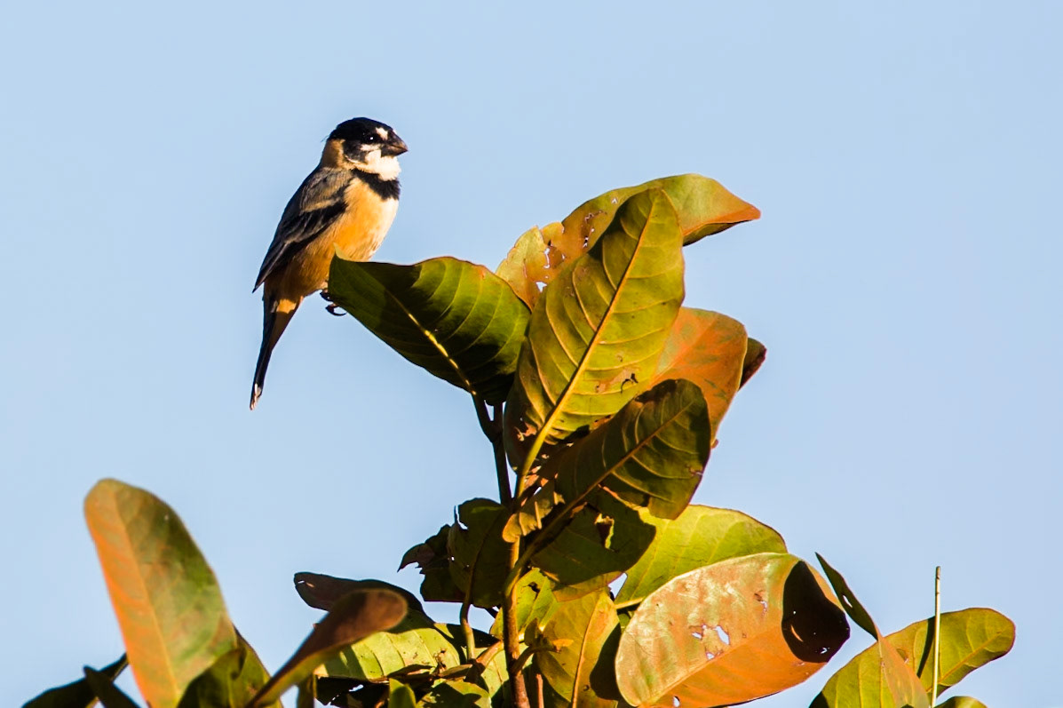Rusty-collared seedeater, Transpantaneira, Pantanal, Brazil