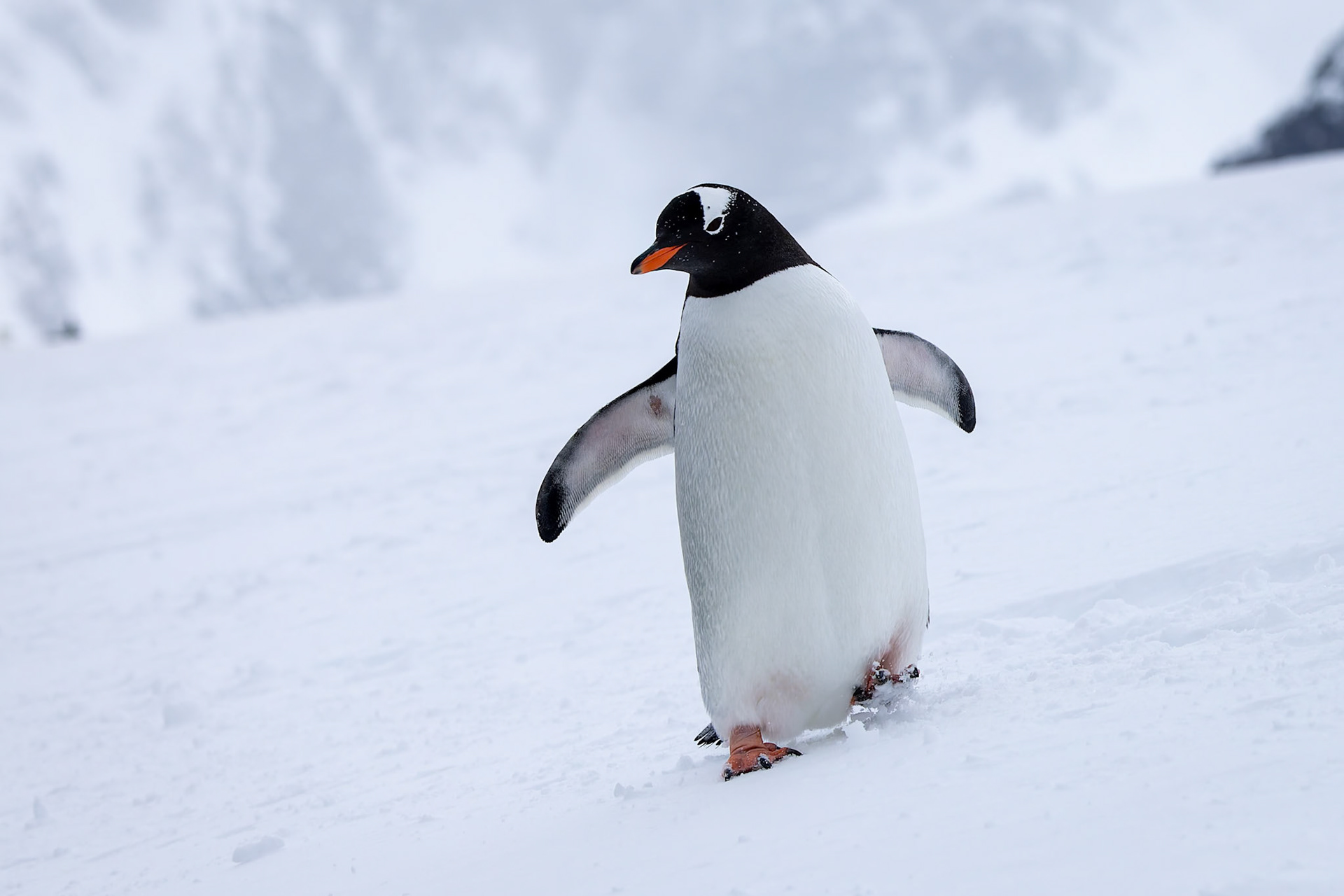 Gentoo penguin, Cuverville, Antarctica