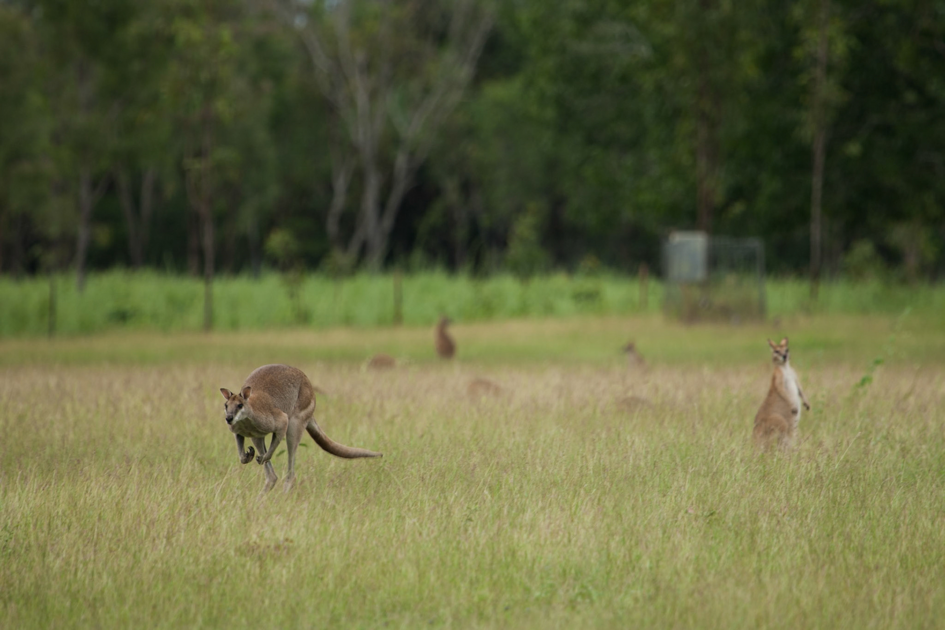 Kangaroos, Batchelor, Northern Territory